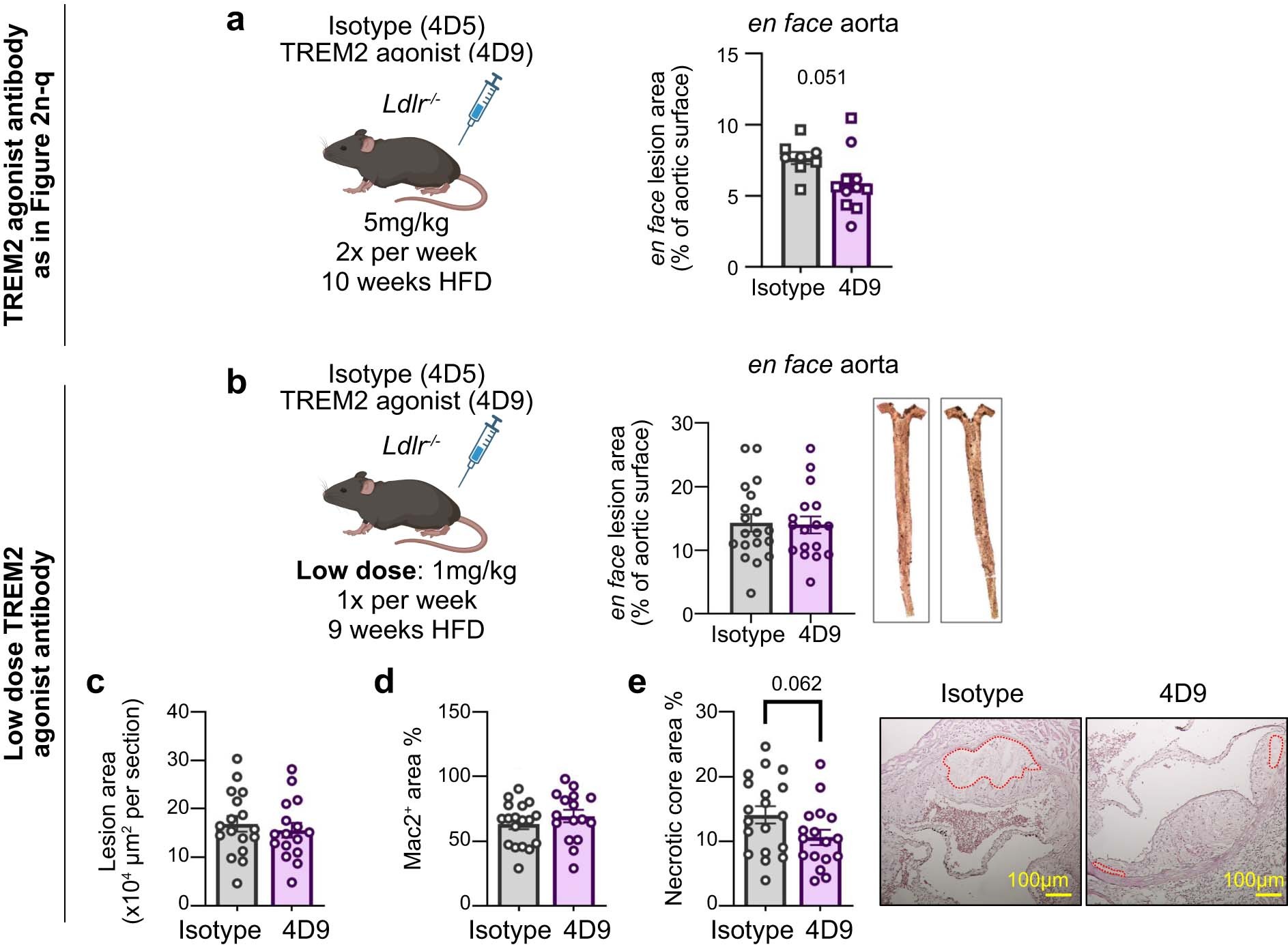 Extended Data Fig. 5: Analysis of atherosclerosis in Ldlr−/− mice treated with low dose TREM2 agonist antibody 4D9.