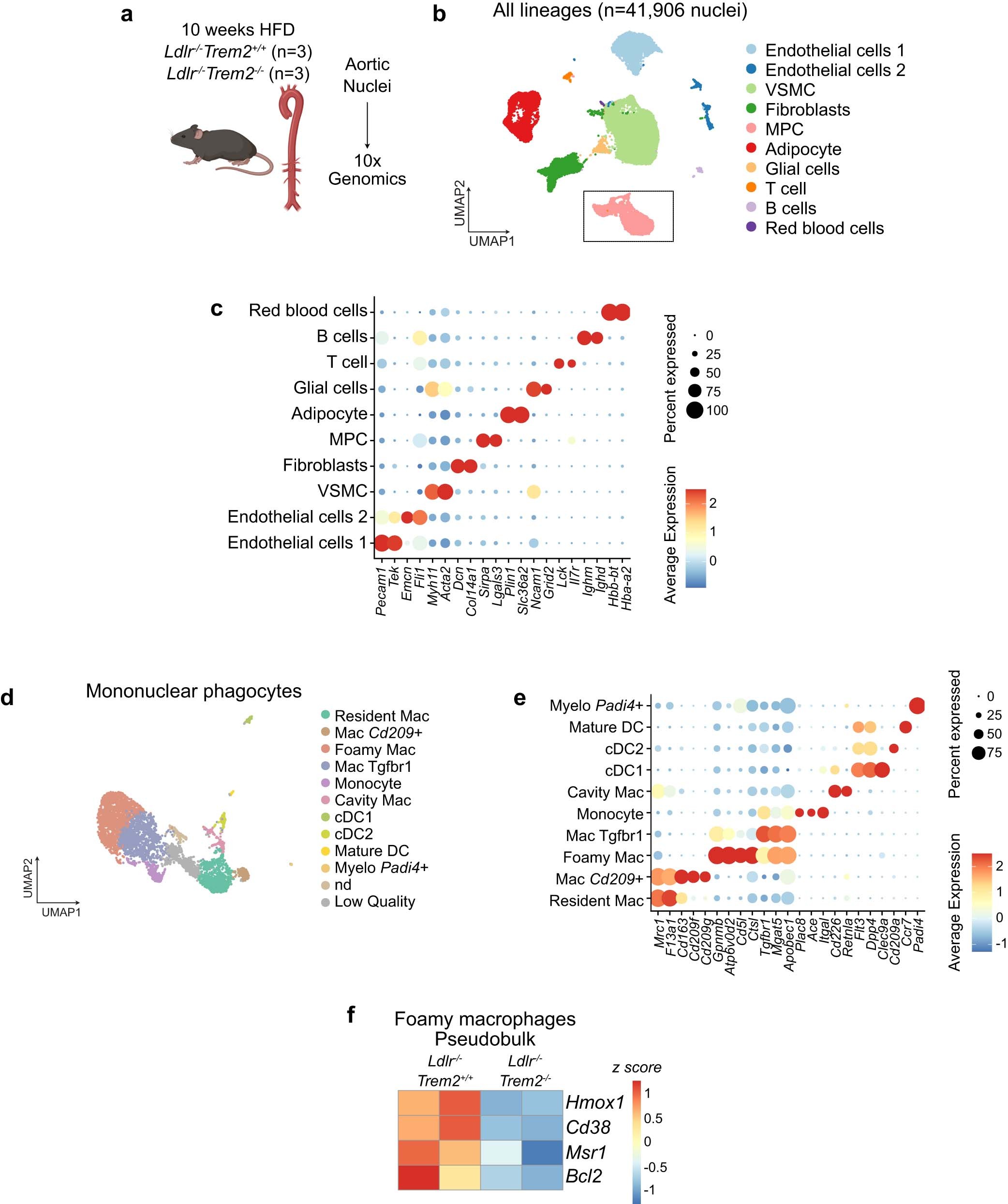 Extended Data Fig. 6: Single-nucleus RNA-seq of Ldlr−/−Trem2−/− aortas.