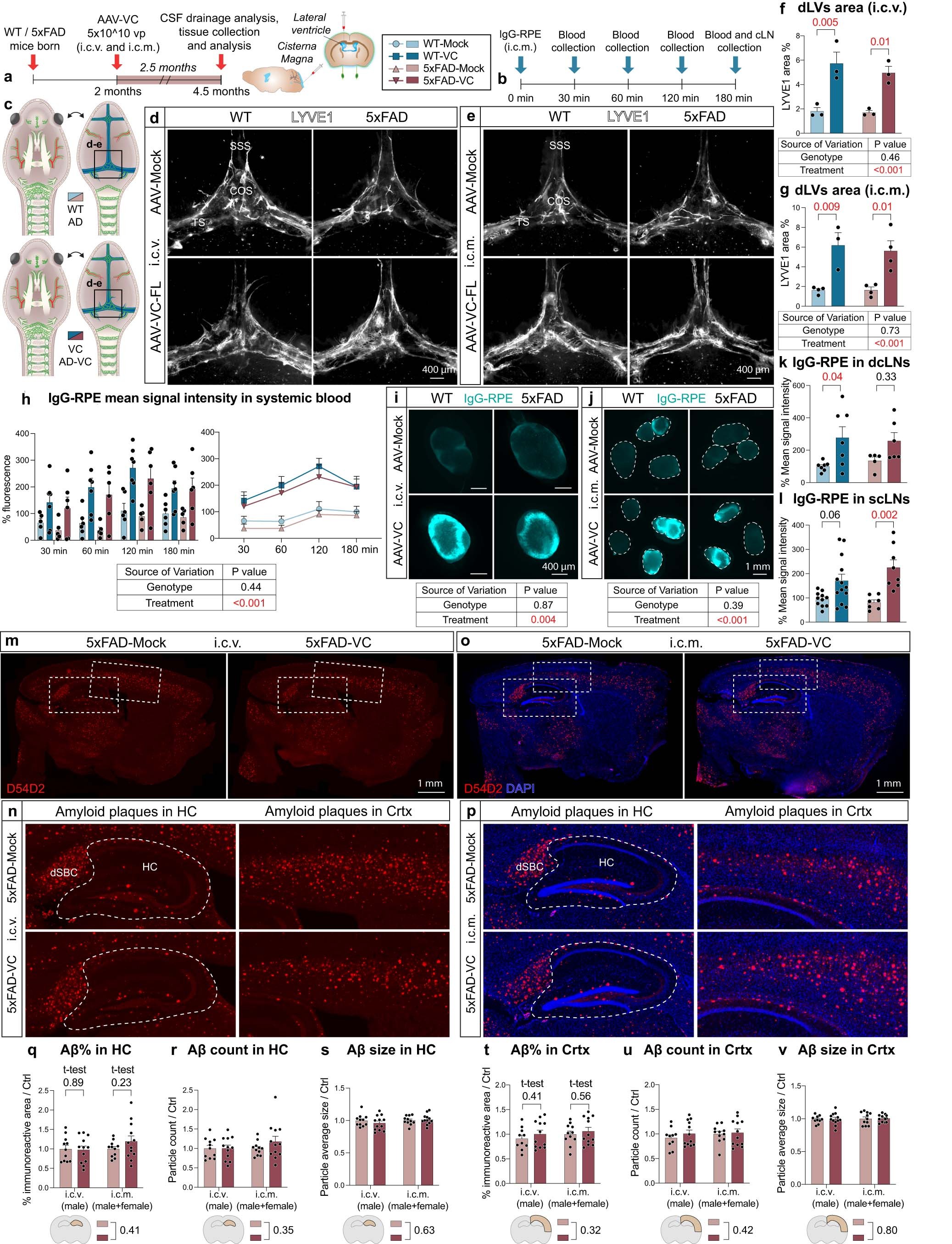 Extended Data Fig. 8: AAV-VC induced dLV expansion in 5xFAD mice improves CSF outflow into cLNs and blood circulation but does not affect Aβ load in the brain.