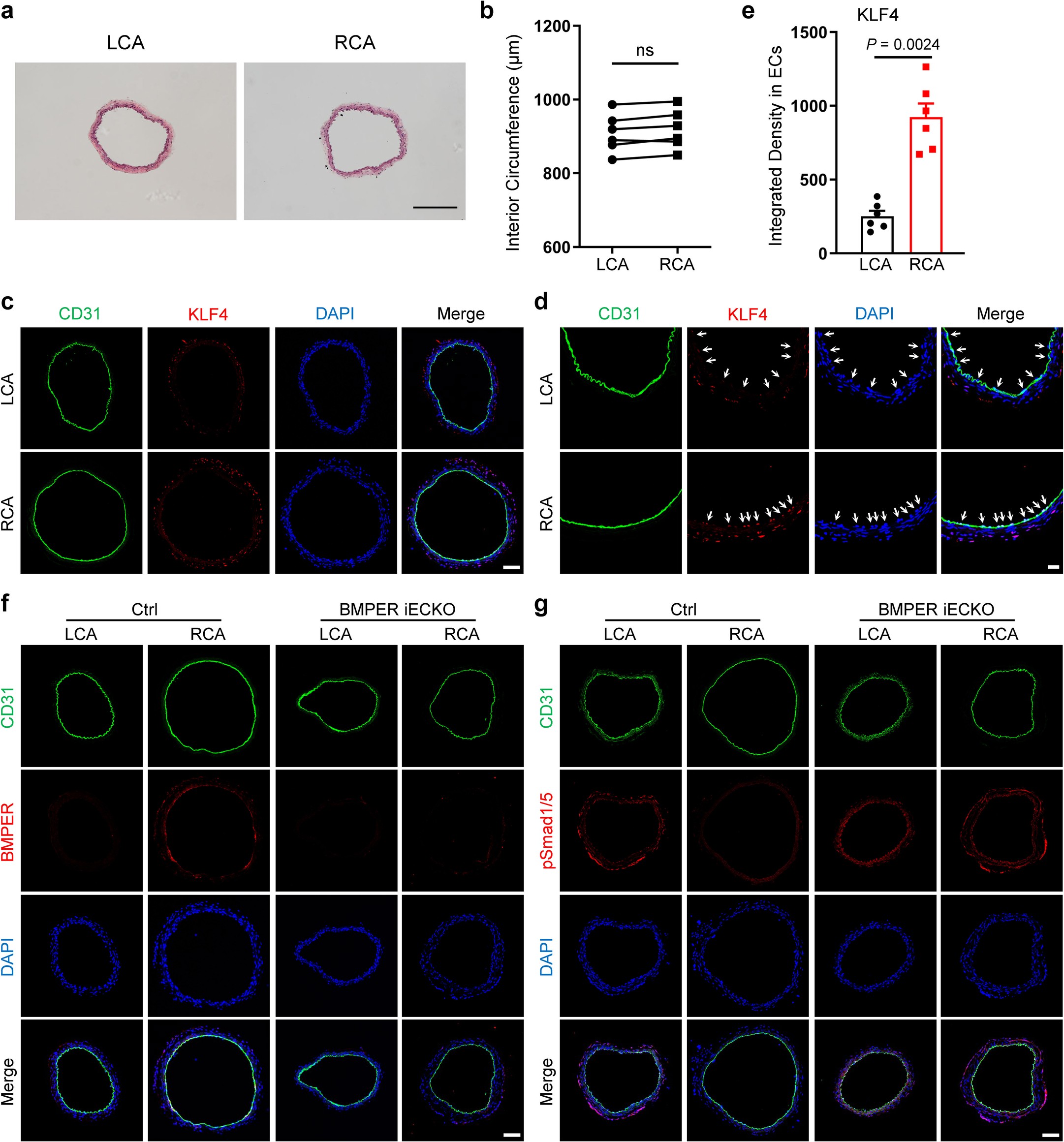 Extended Data Fig. 6