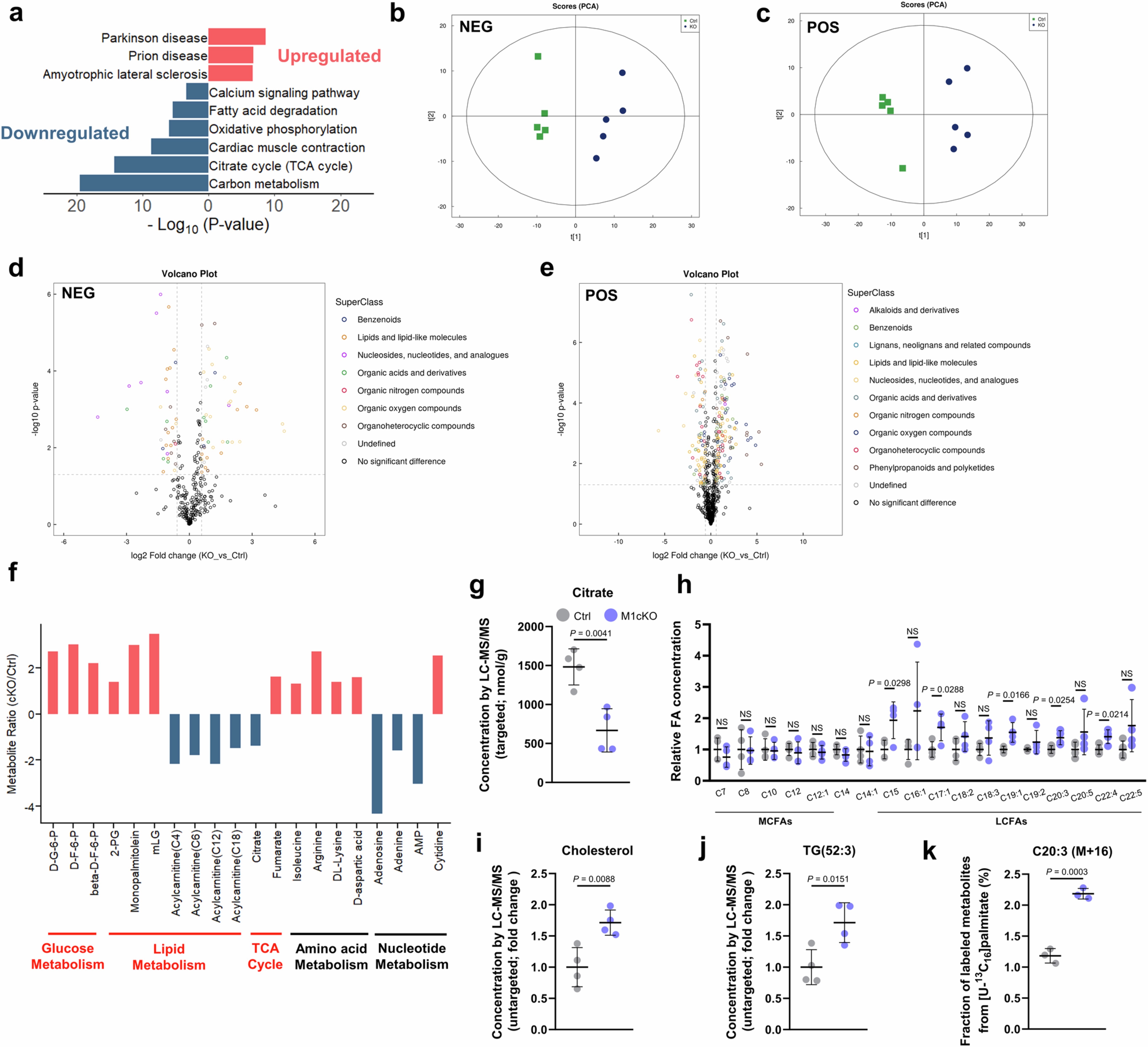 Extended Data Fig. 2: RNA-seq and metabolomics analysis of M1cKO mouse hearts.
