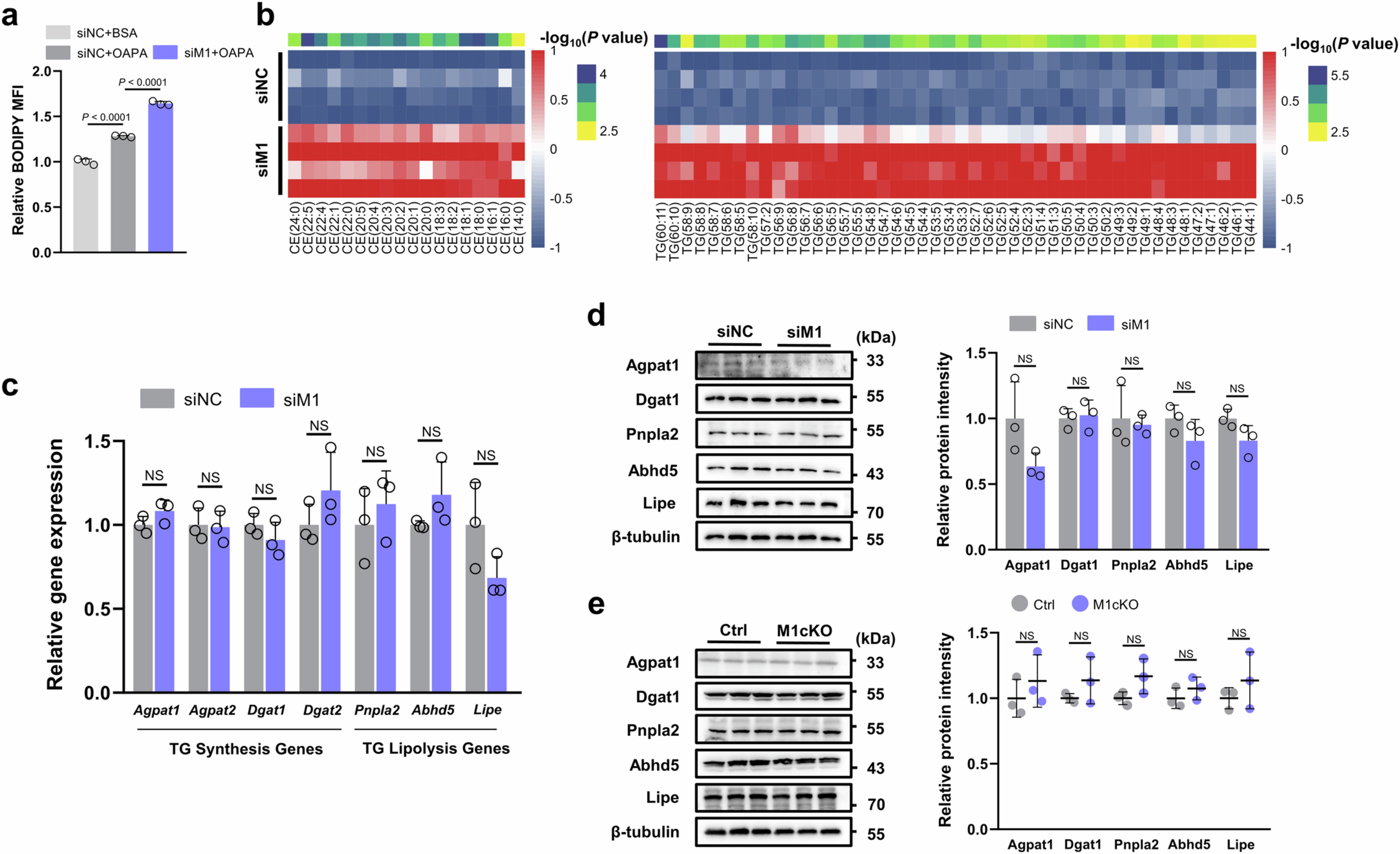 Extended Data Fig. 3: Mettl1 alters the accumulation of lipid substances but not through enzymes involved in TG turnover.