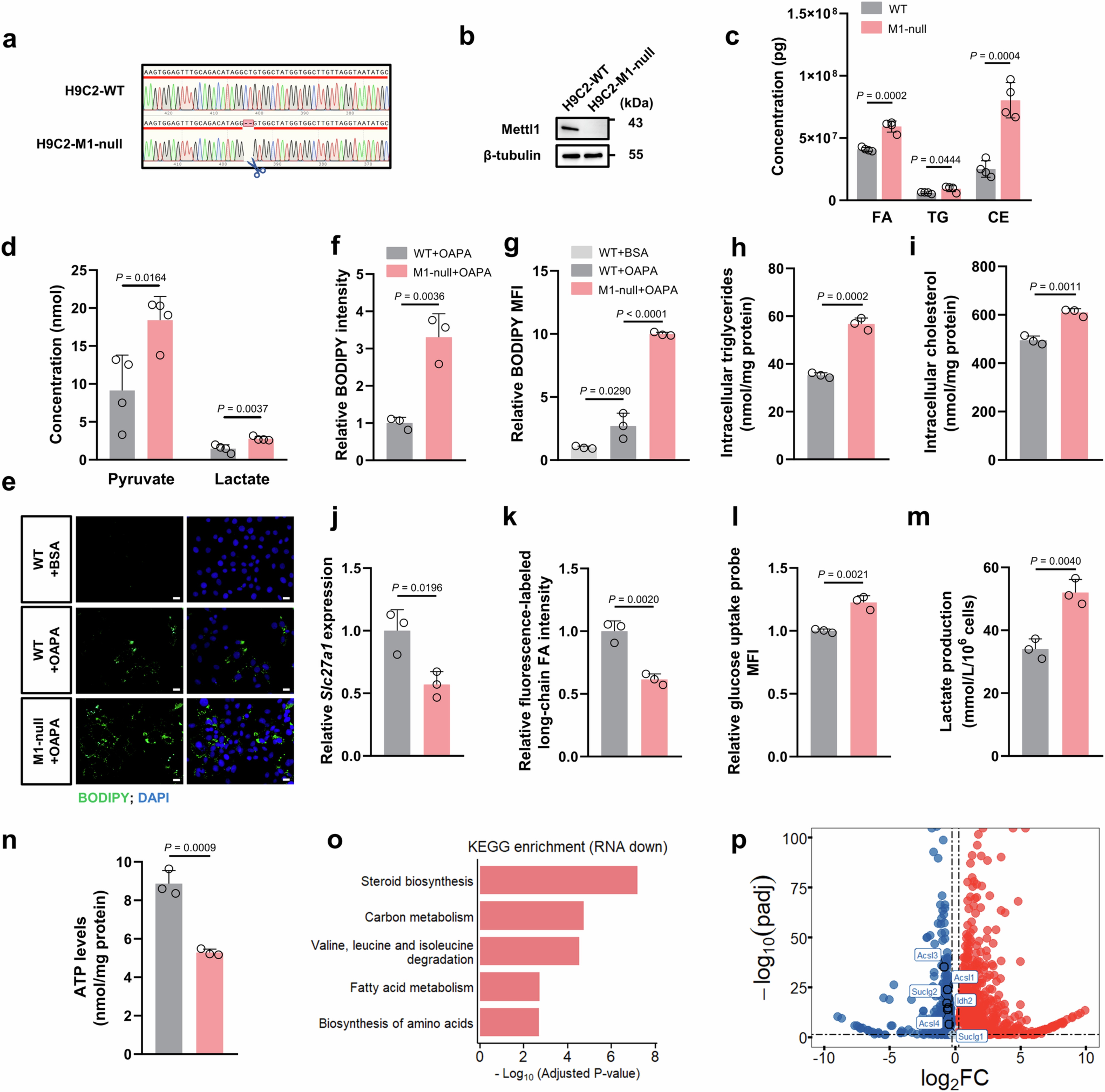 Extended Data Fig. 4: Mettl1 regulates fatty acid metabolism in H9C2 cardiomyocytes.