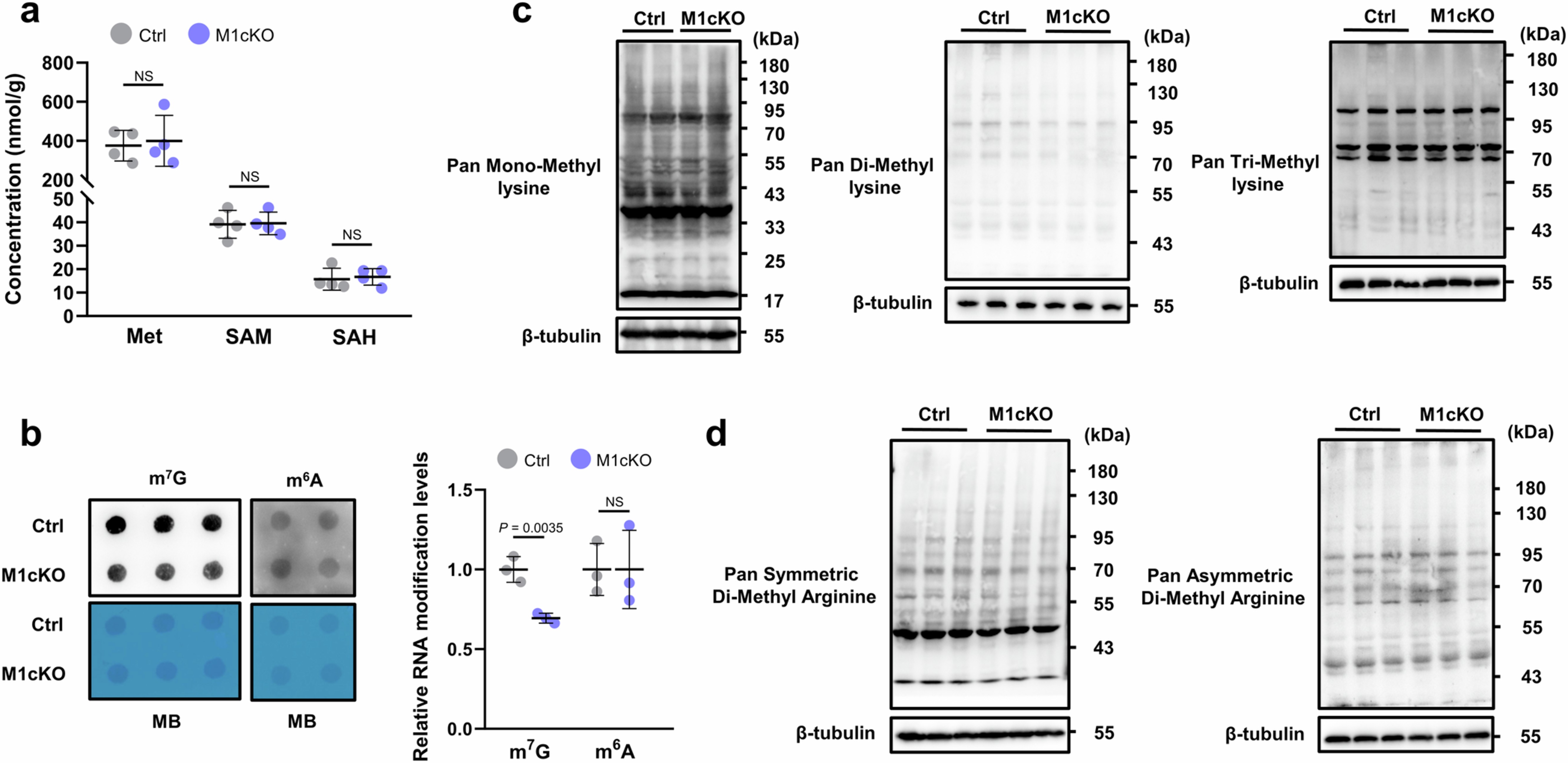Extended Data Fig. 5: Mettl1 regulates tRNA m7G modification but has minimal impact on other methylation reactions.