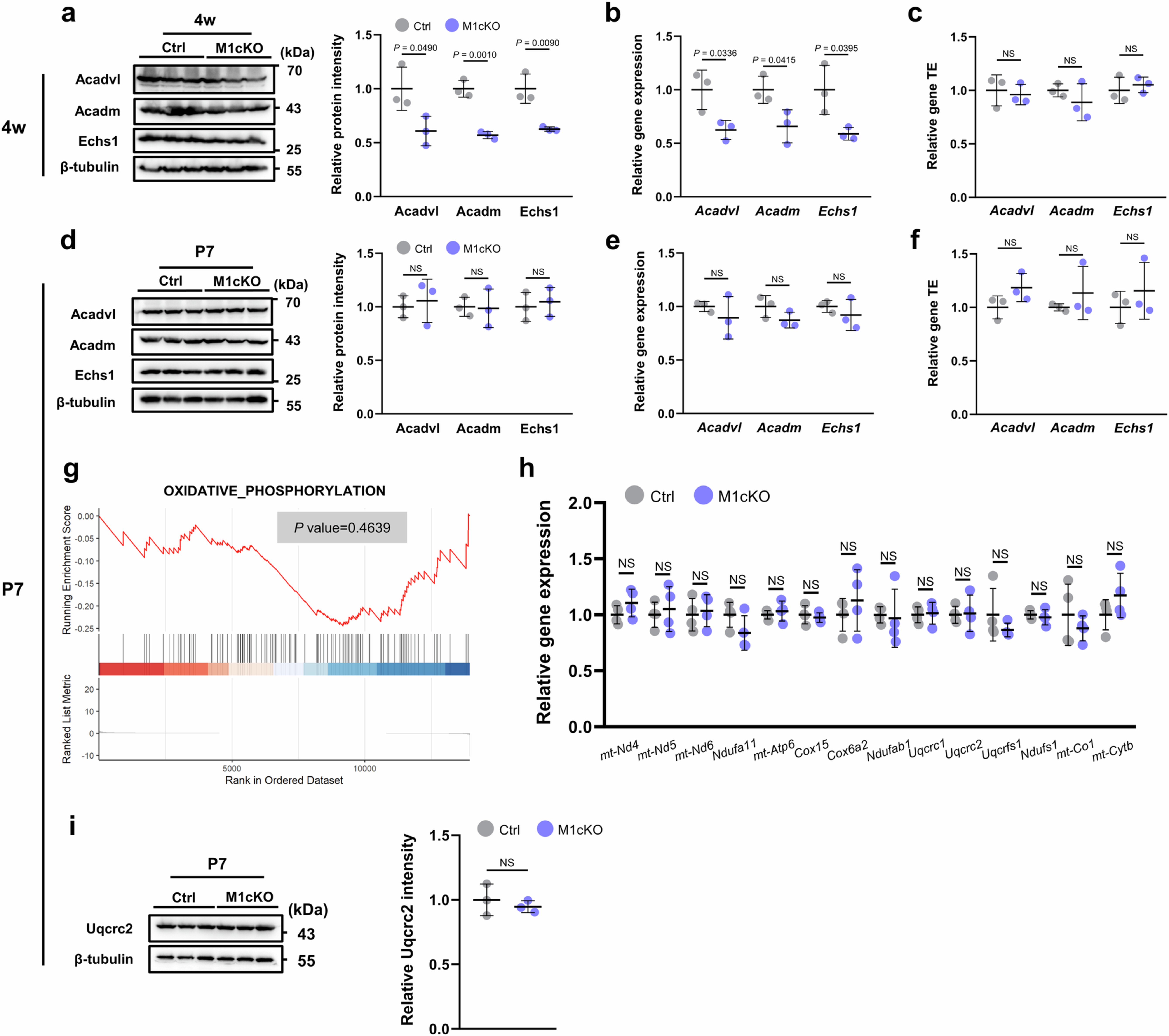 Extended Data Fig. 6: Mettl1 does not mediate translational regulation of FAO genes.