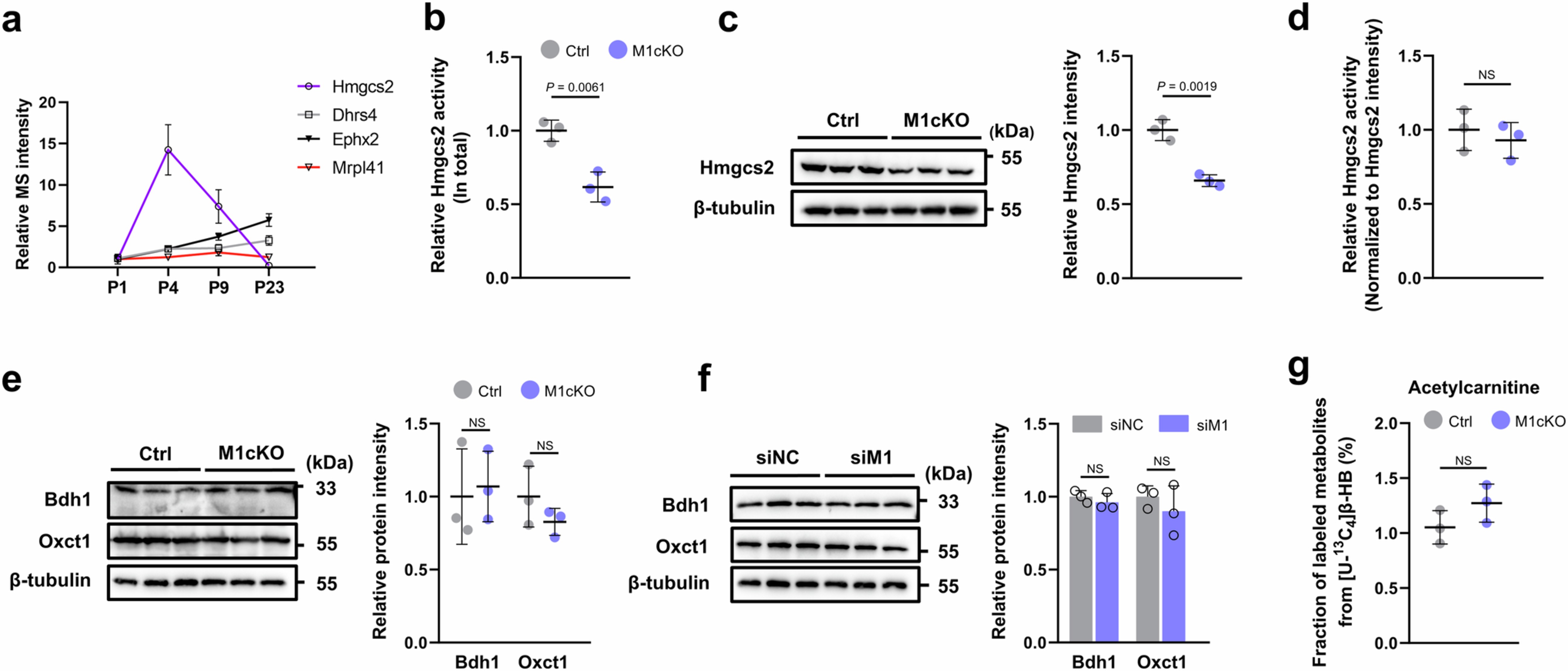 Extended Data Fig. 7: Mettl1 regulates the translation of Hmgcs2 but not Hmgcs2 enzyme activity and ketone oxidation.