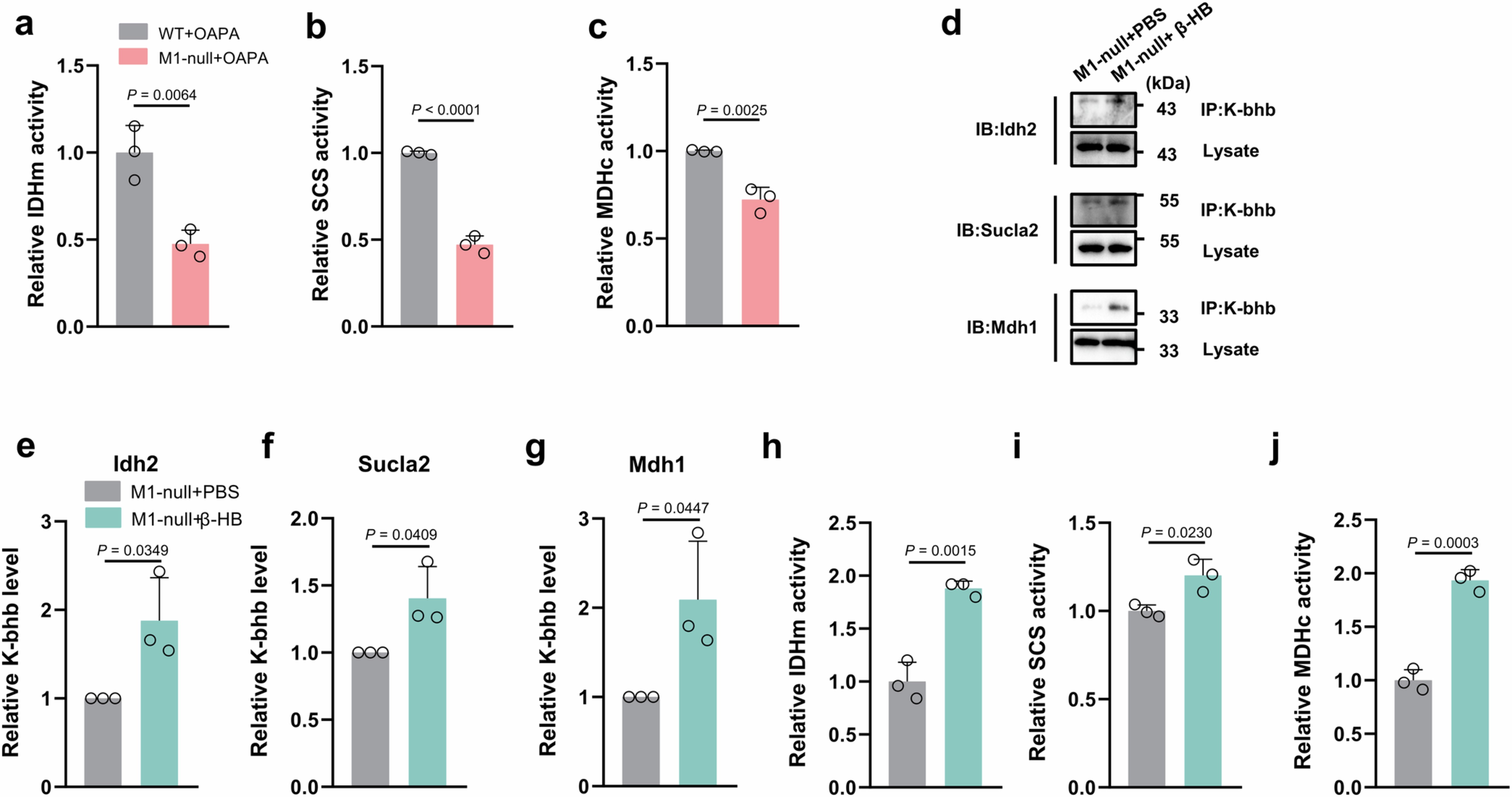 Extended Data Fig. 9: β-HB treatment promotes K-bhb modifications and rescues decreased activities of TCA cycle-related enzymes in M1-null H9C2 CMs.