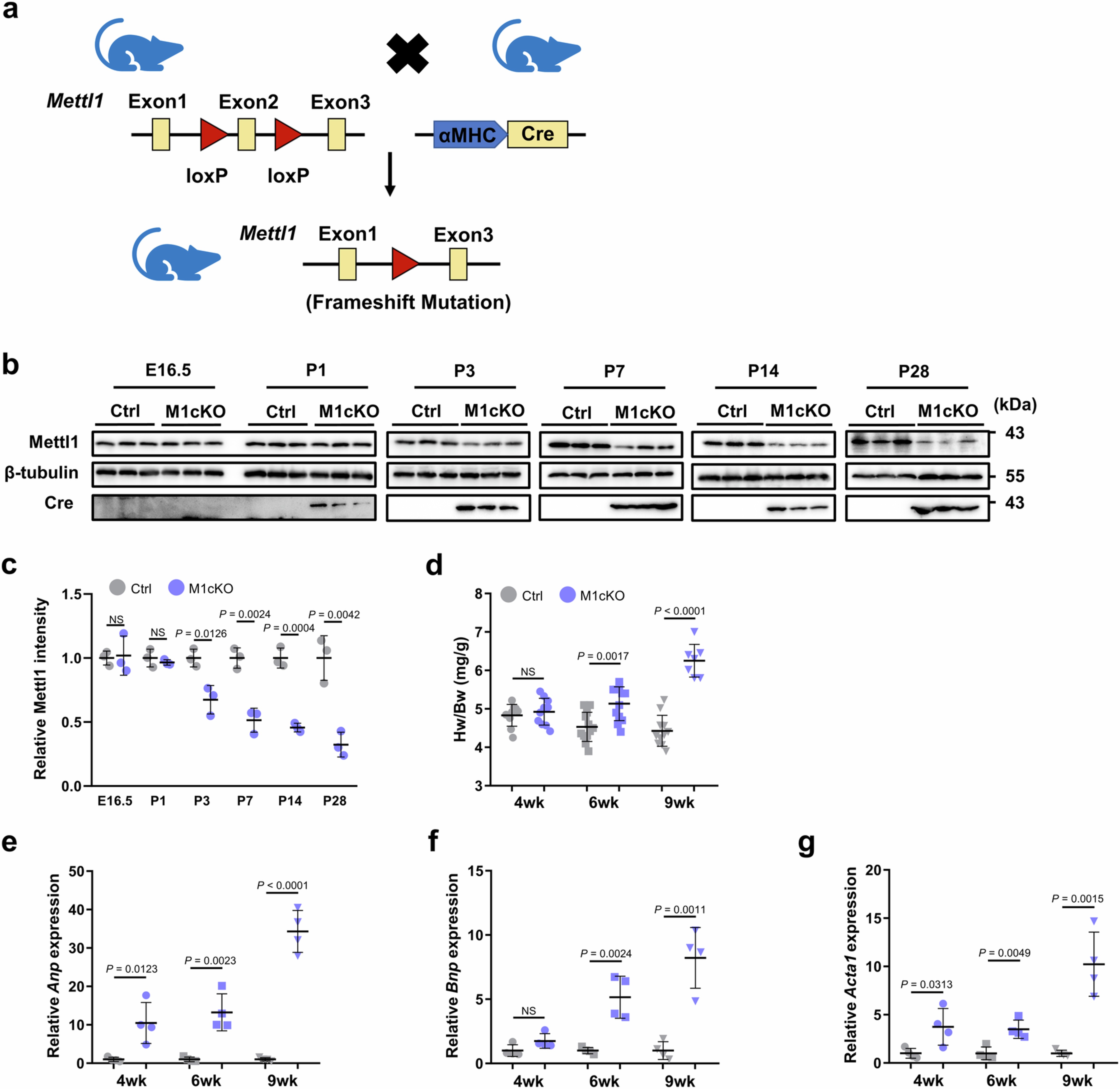Extended Data Fig. 1: M1cKO mice with immature cardiomyocyte develop heart failure.