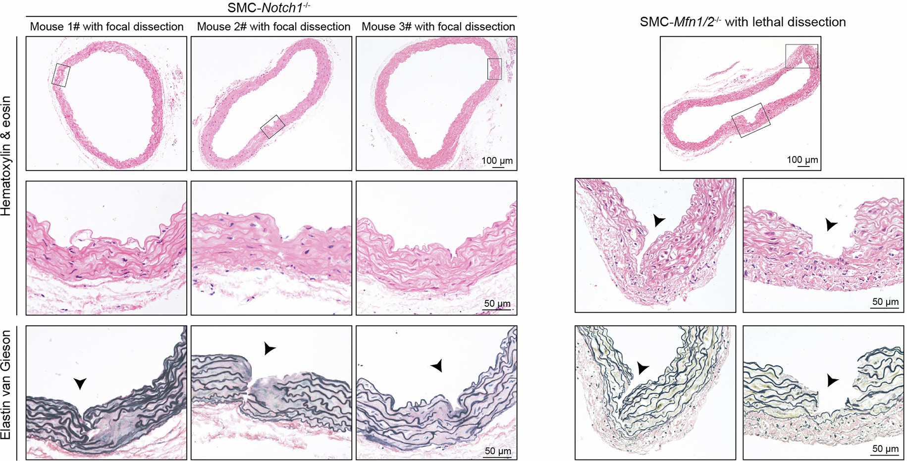 Extended Data Fig. 5