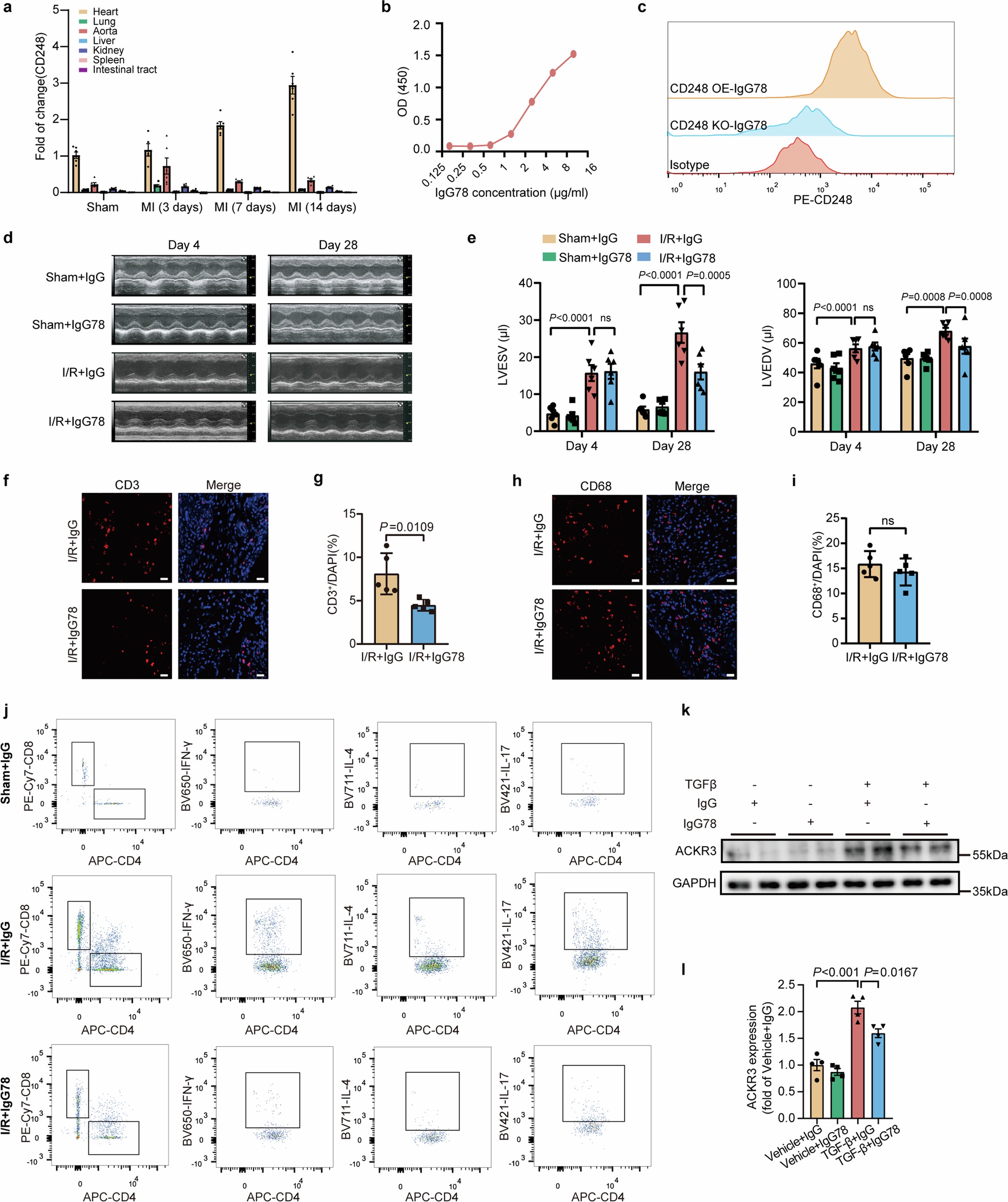 Extended Data Fig. 6: CD248 monoclonal antibody reduced cardiac T cell infiltration and attenuated cardiac dysfunction in mice subjected to I/R injury.