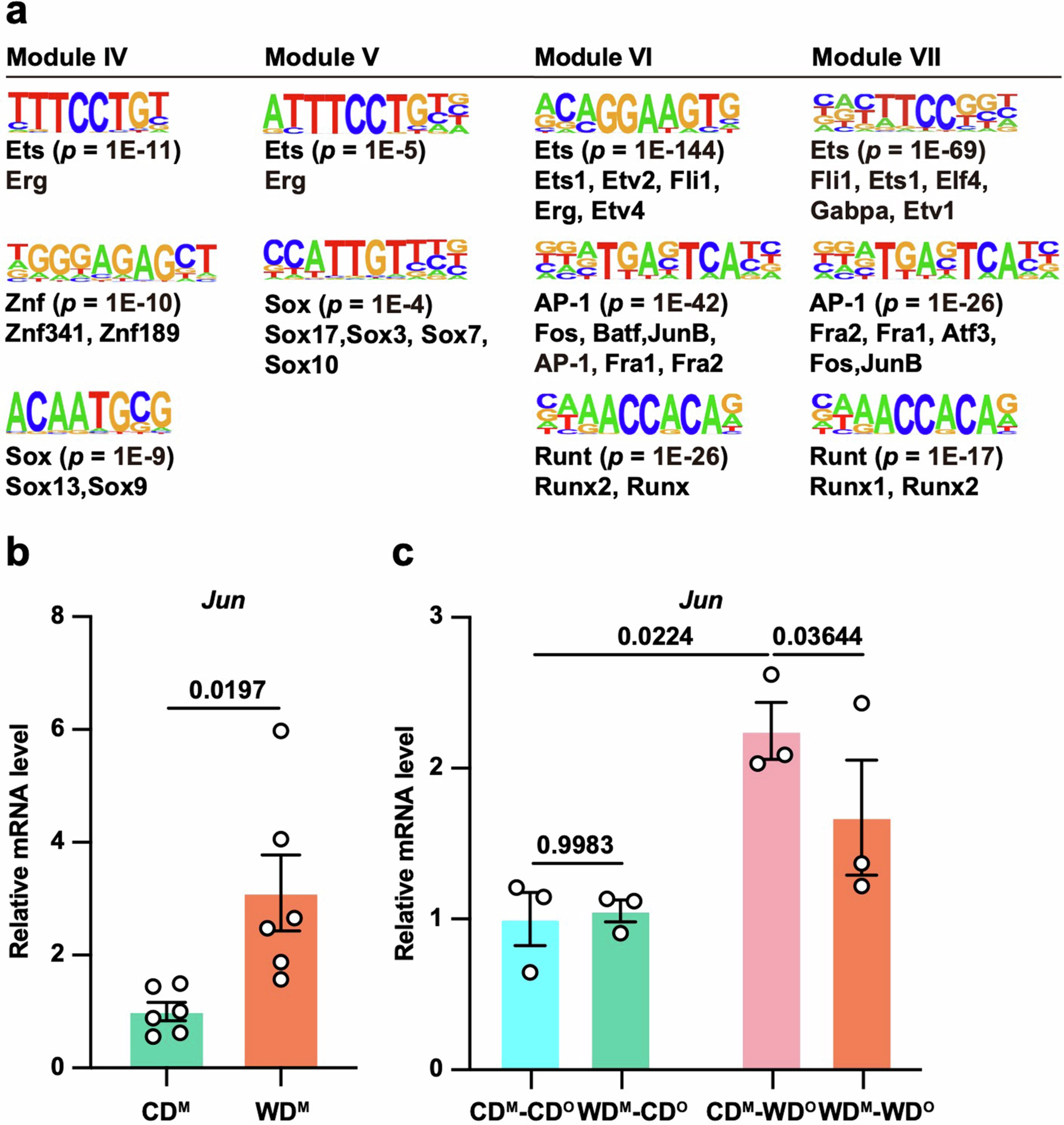 Extended Data Fig. 4: AP-1 TF, accompanied by H3K27ac modification, drives memory recall in MAECs.