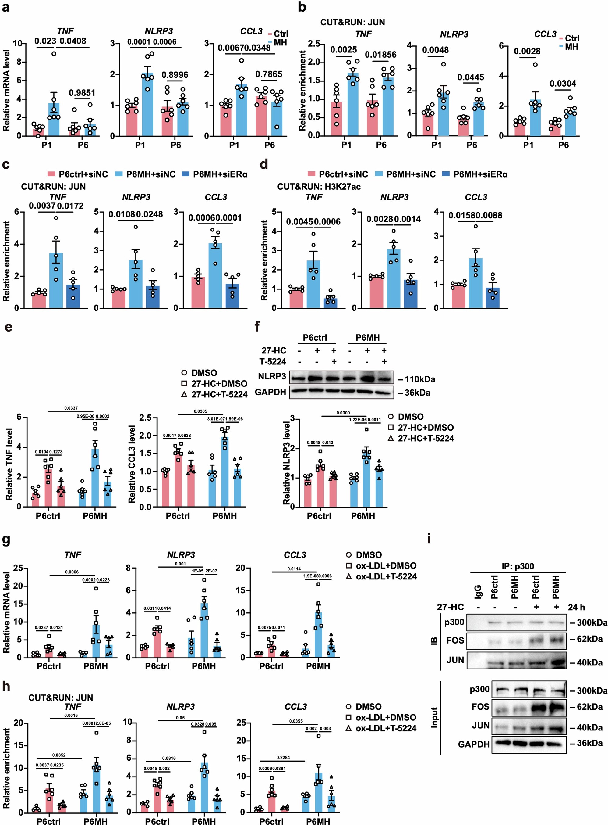 Extended Data Fig. 7: T-5224 blocks 27-HC-stimulated inflammatory memory in MH HUVECs.