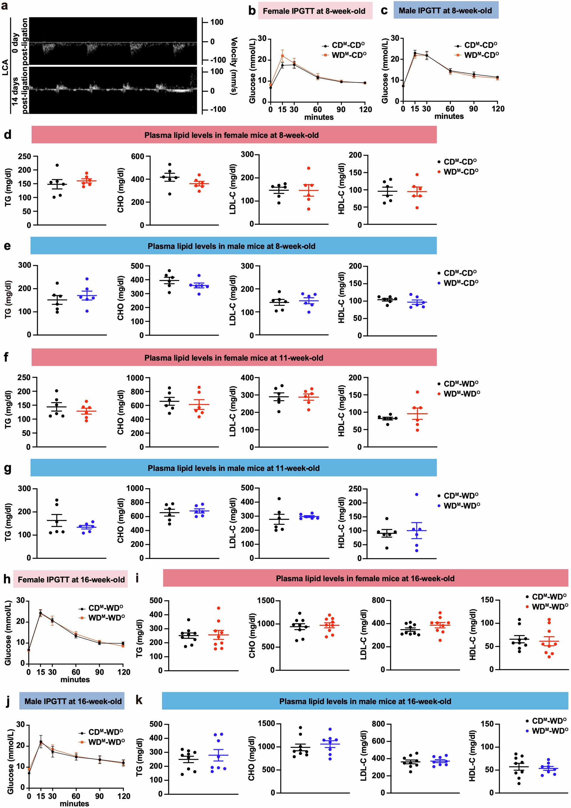 Extended Data Fig. 1: Maternal WD exacerbates atherosclerosis in offspring Ldlr-/- mice.