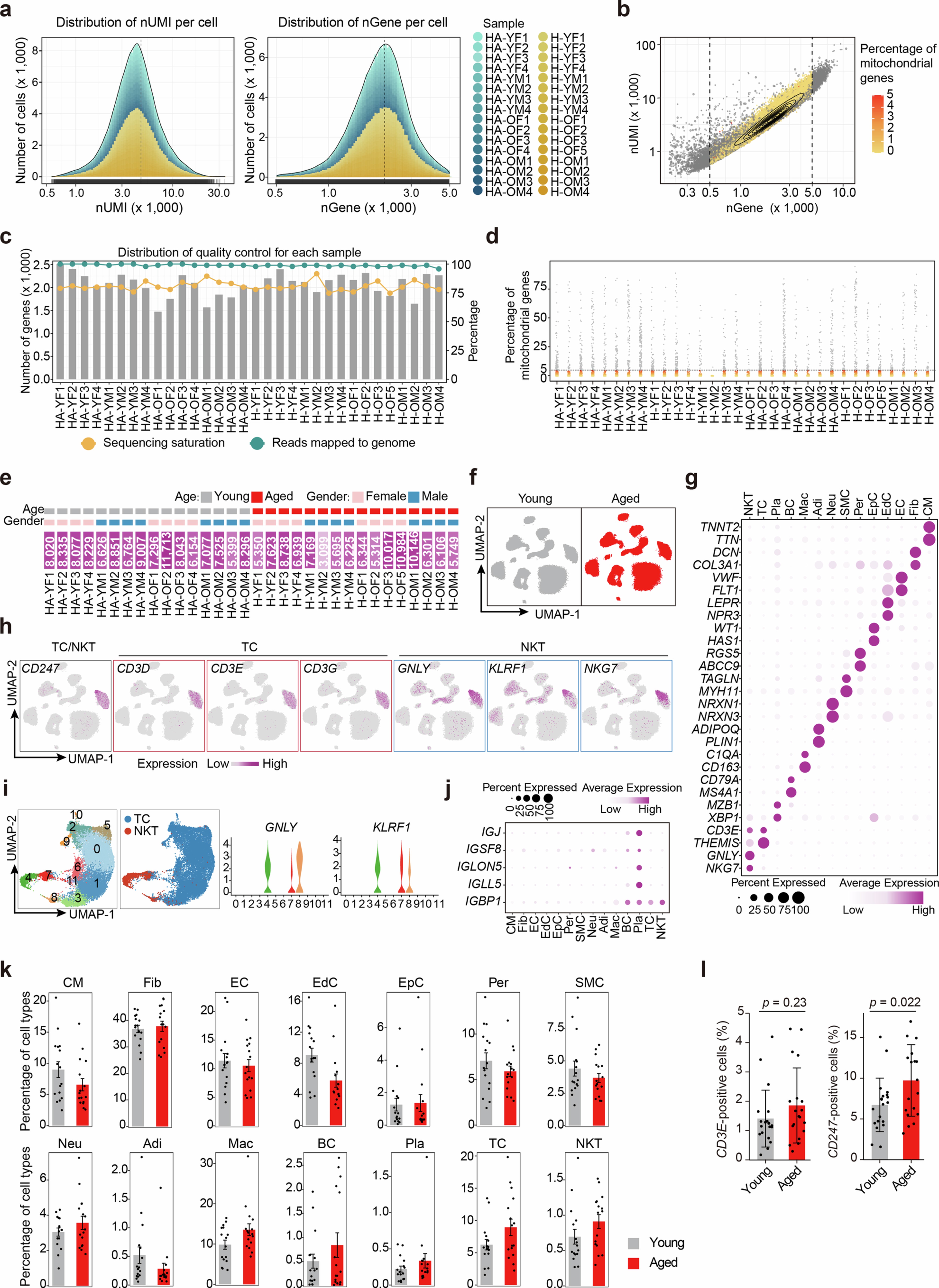 Extended Data Fig. 2: Quality control and cell type analysis of human cardiac snRNA-seq.