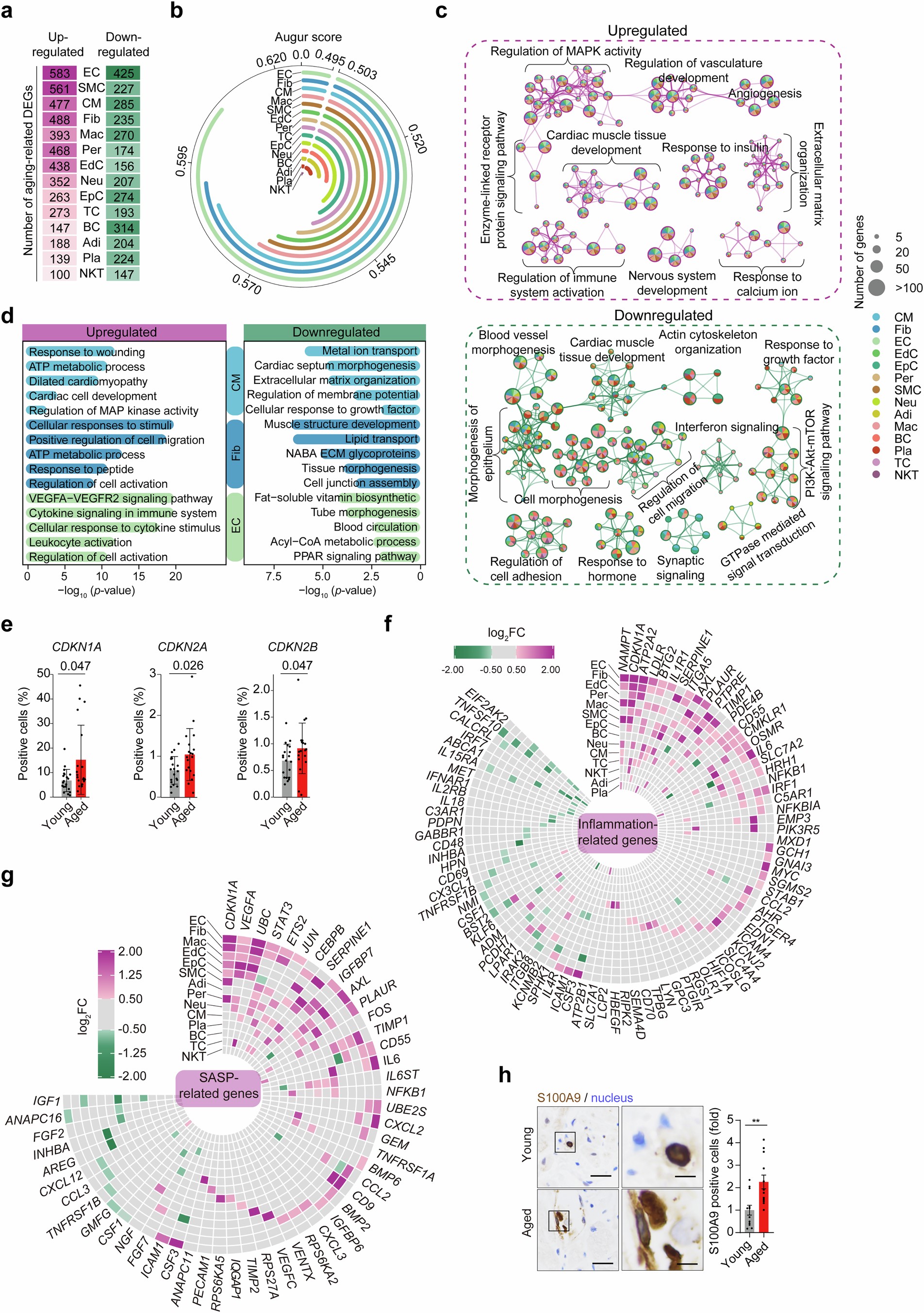 Extended Data Fig. 5: Aging-associated DEG analysis reveals elevated inflammatory and cellular interaction in the aged heart.