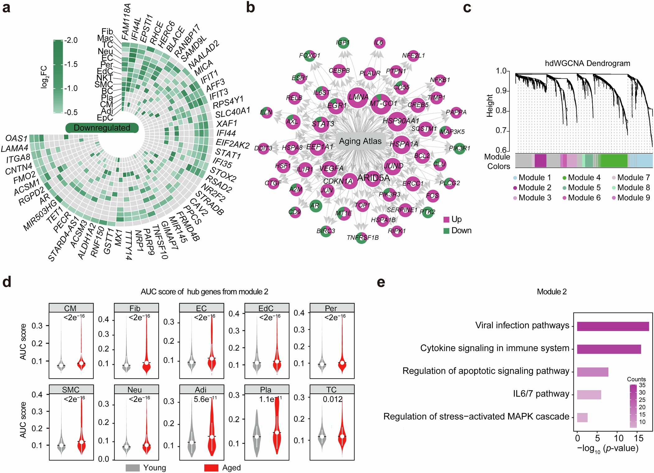Extended Data Fig. 7: Increased inflammation levels and ARID5A expression in aged human hearts.