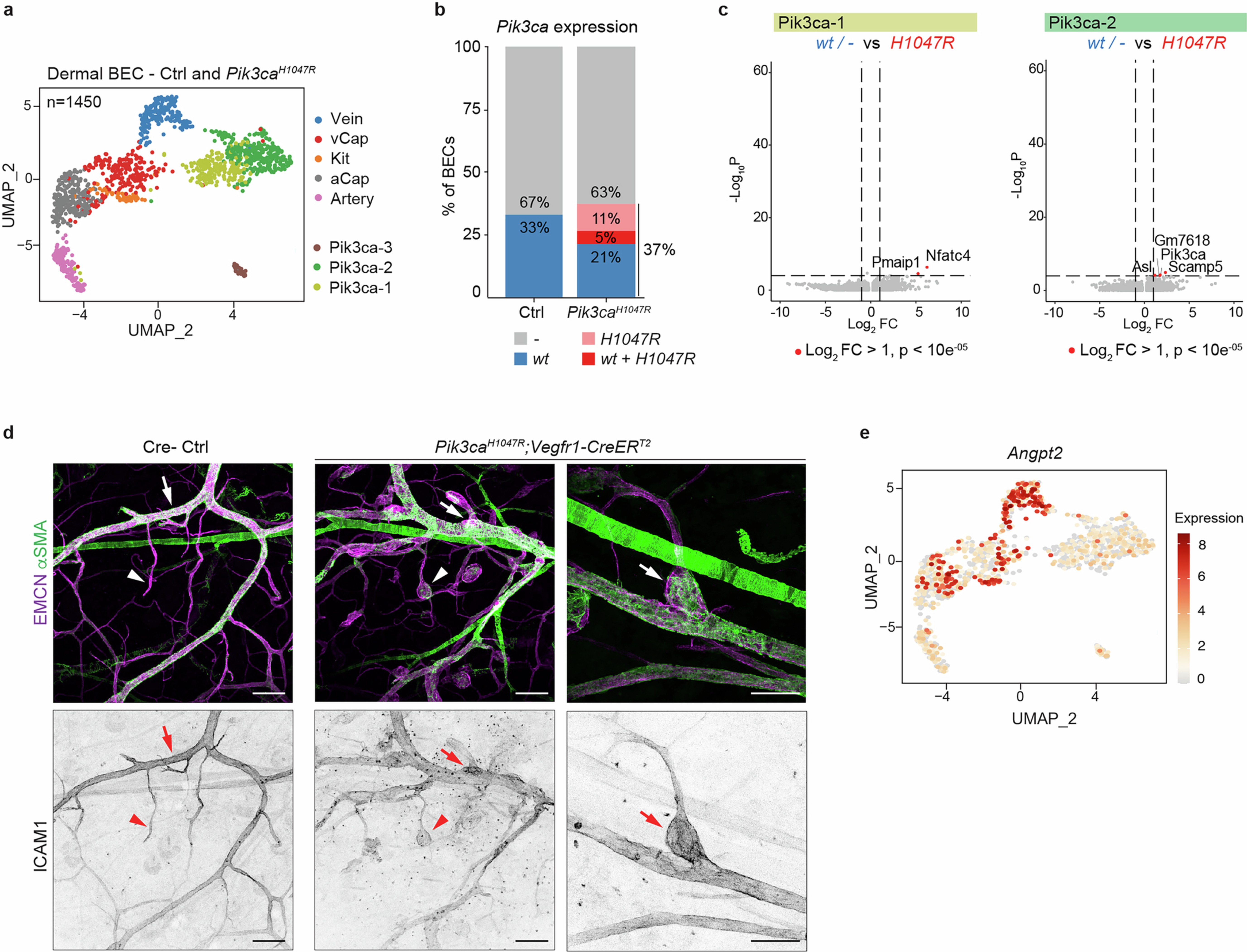 Extended Data Fig. 3: Characterization of Pik3ca mutant-specific BEC clusters.