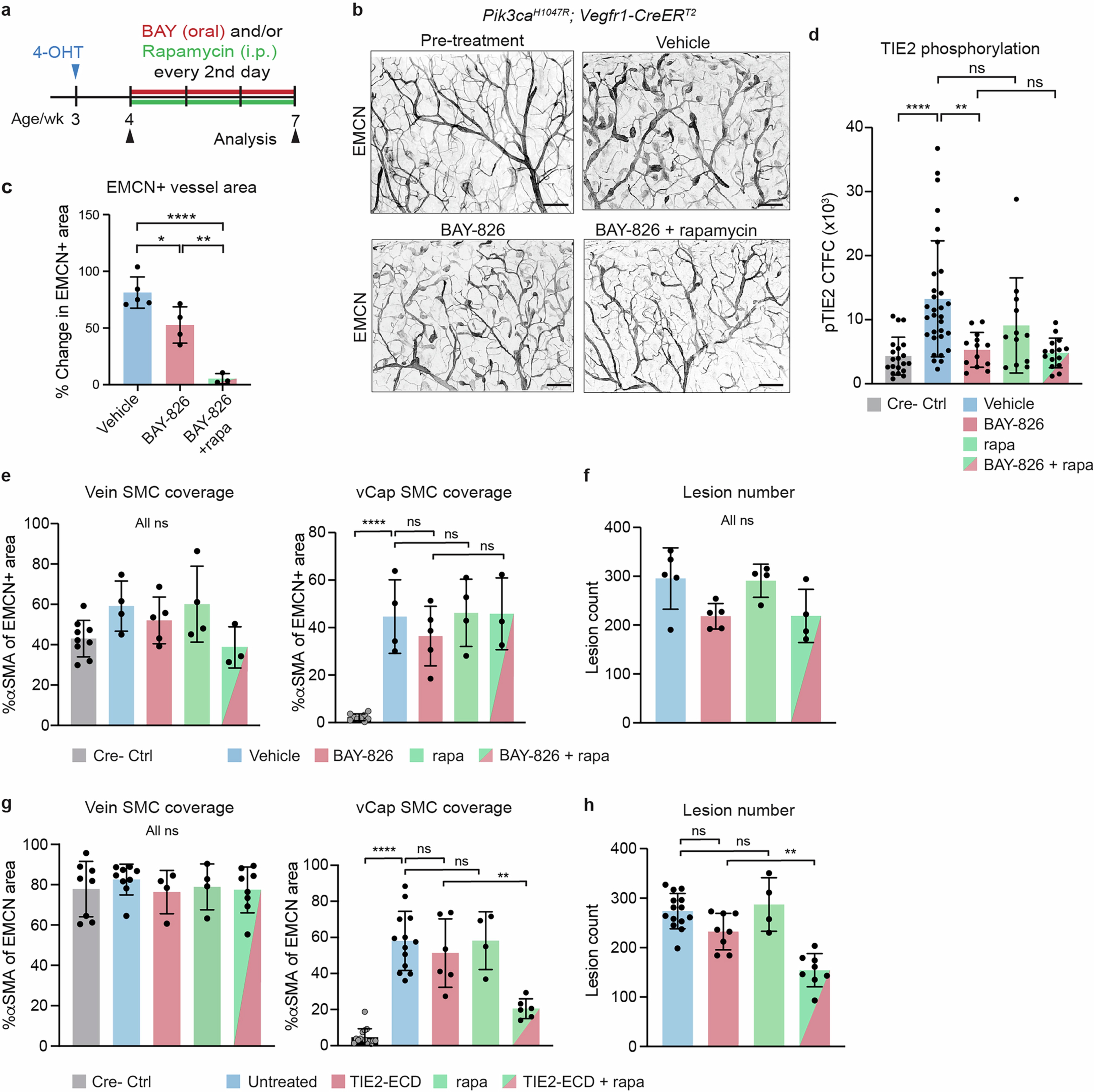 Extended Data Fig. 8: Effects of BAY-826/rapamycin on Pik3ca-driven VM lesions.