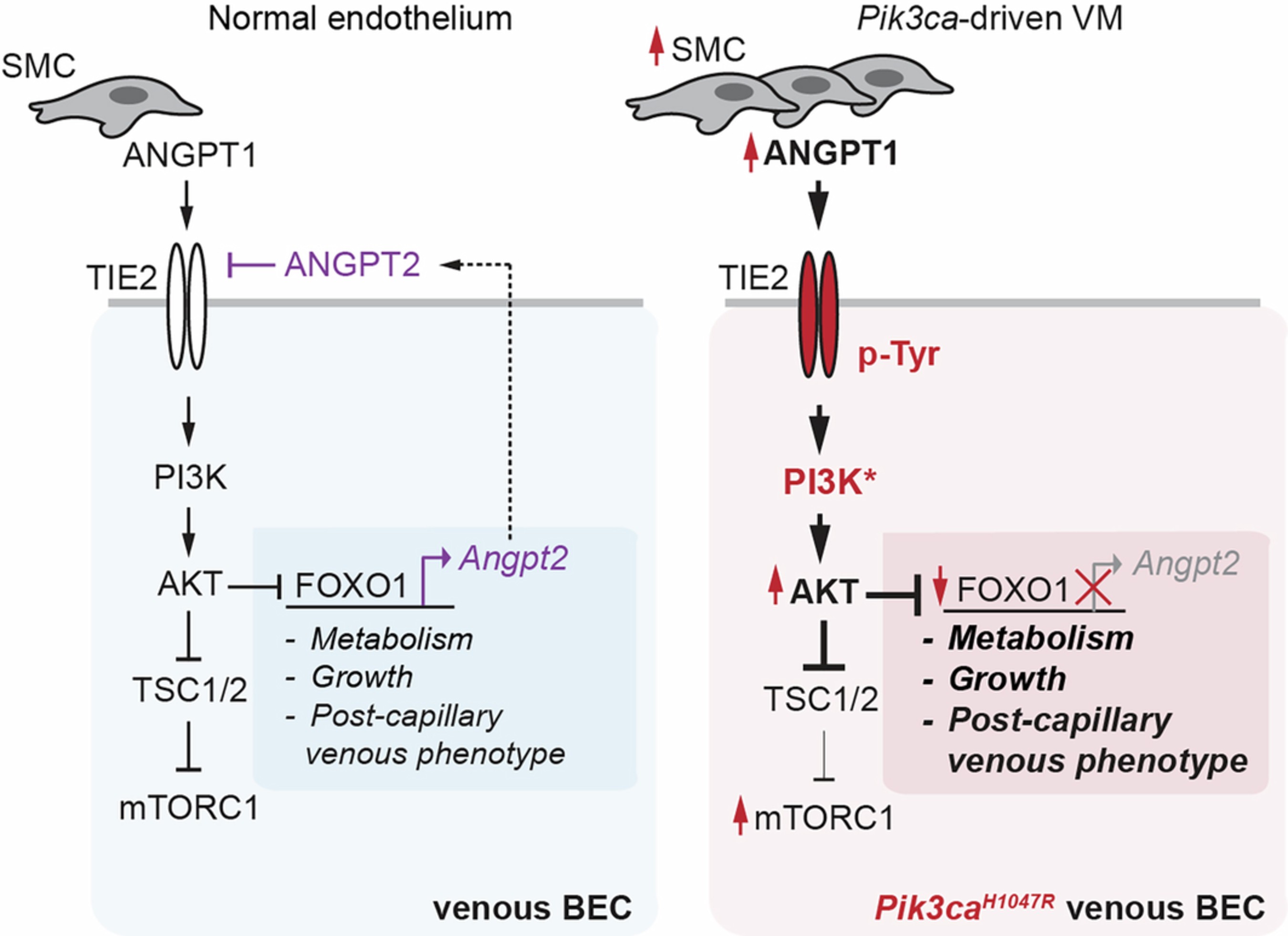 Extended Data Fig. 10: TIE2-PI3K-FOXO1 signaling pathway and its dysregulation in Pik3ca-driven VM.
