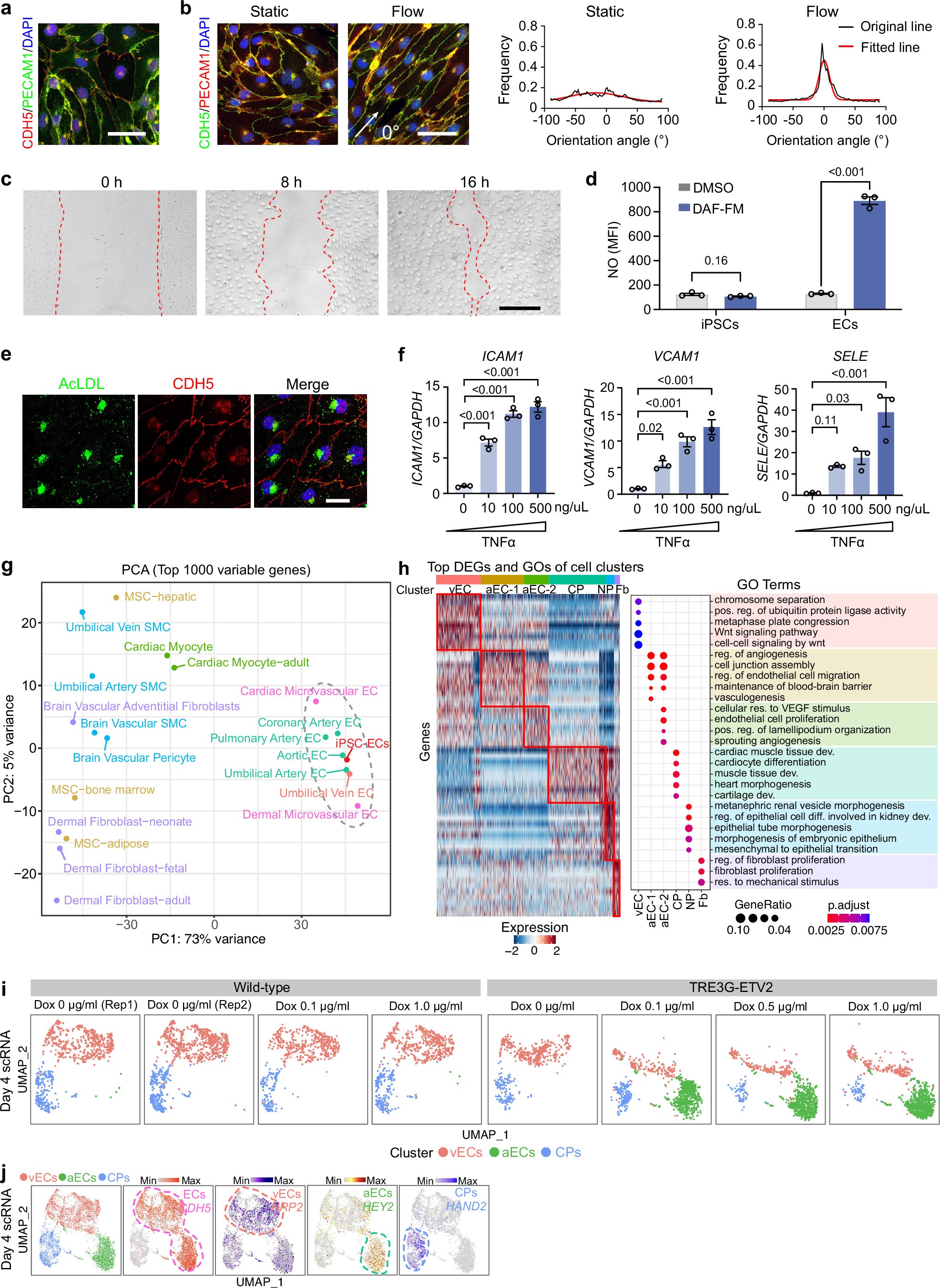 Extended Data Fig. 2: Functional characterization of iPS cell-derived ECs with ETV2 overexpression.