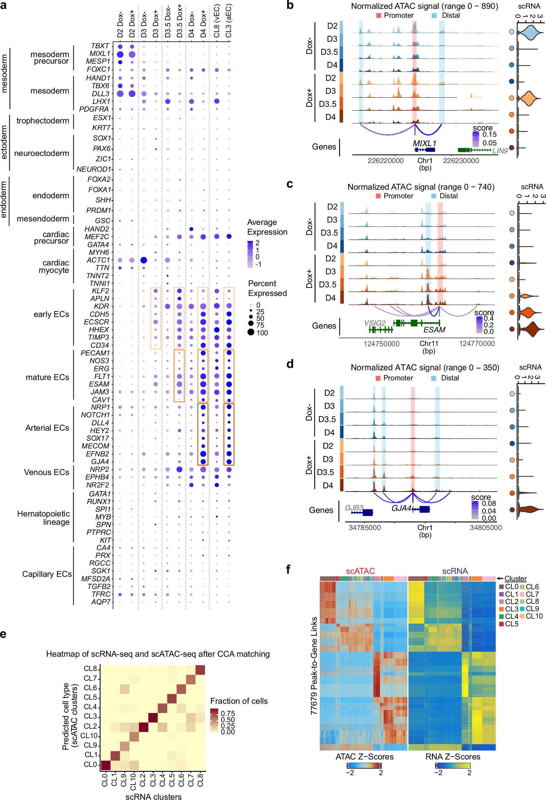 Extended Data Fig. 4: Gene expression of representative cell type markers and integration of scRNA-seq and scATAC-seq data.