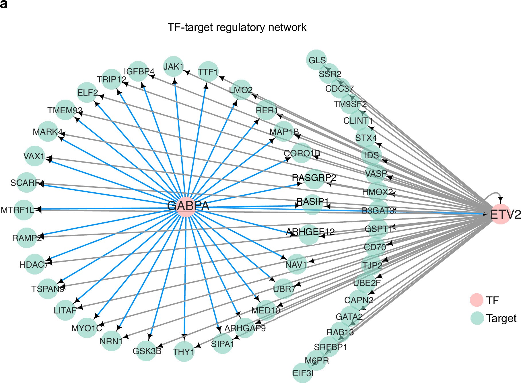 Extended Data Fig. 6: ETV2 drives endothelial specification in collaboration with GABPA in endothelial progenitors.