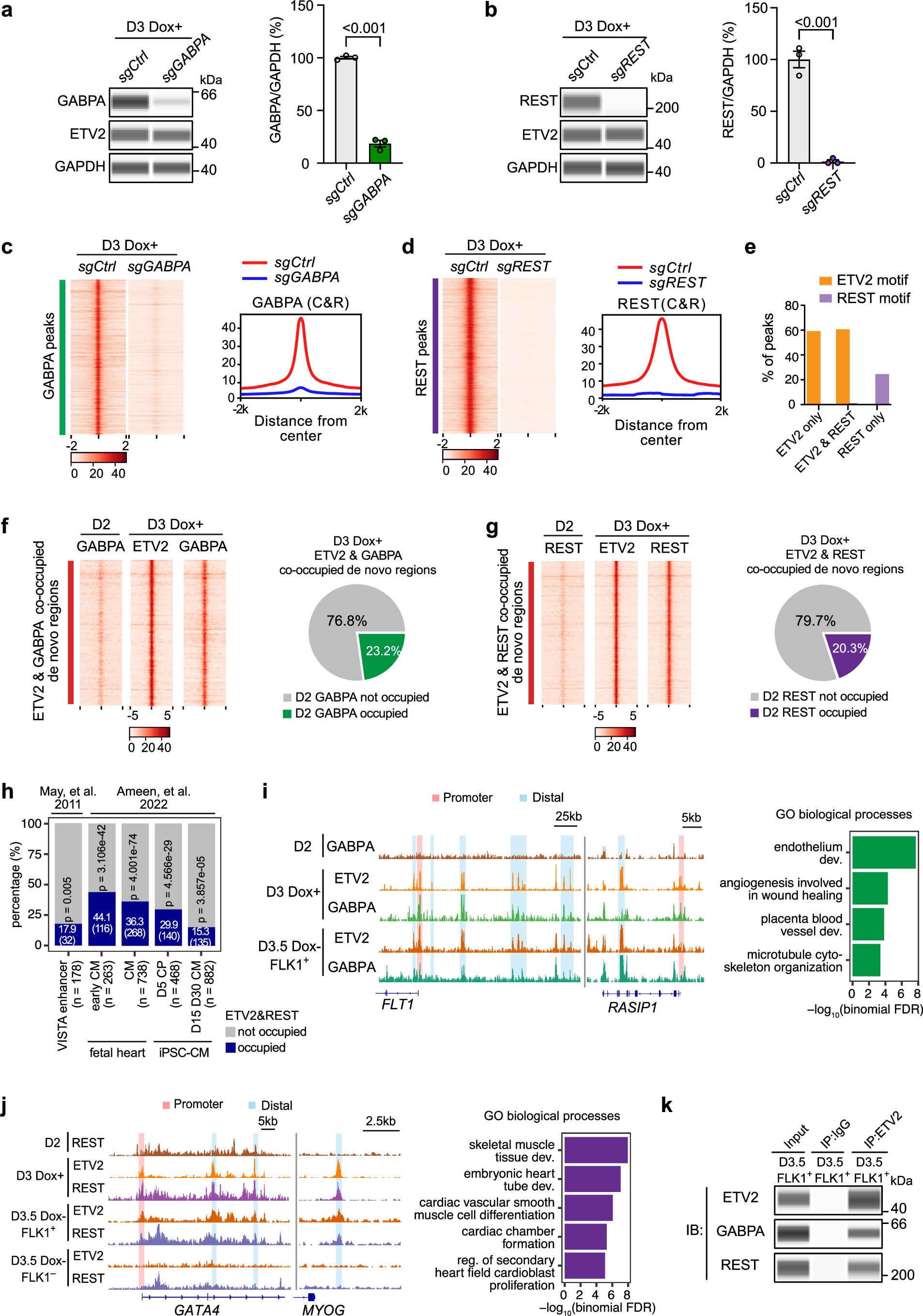 Extended Data Fig. 9: Knockout of GABPA and REST in TRE3G-ETV2 iPS cells.
