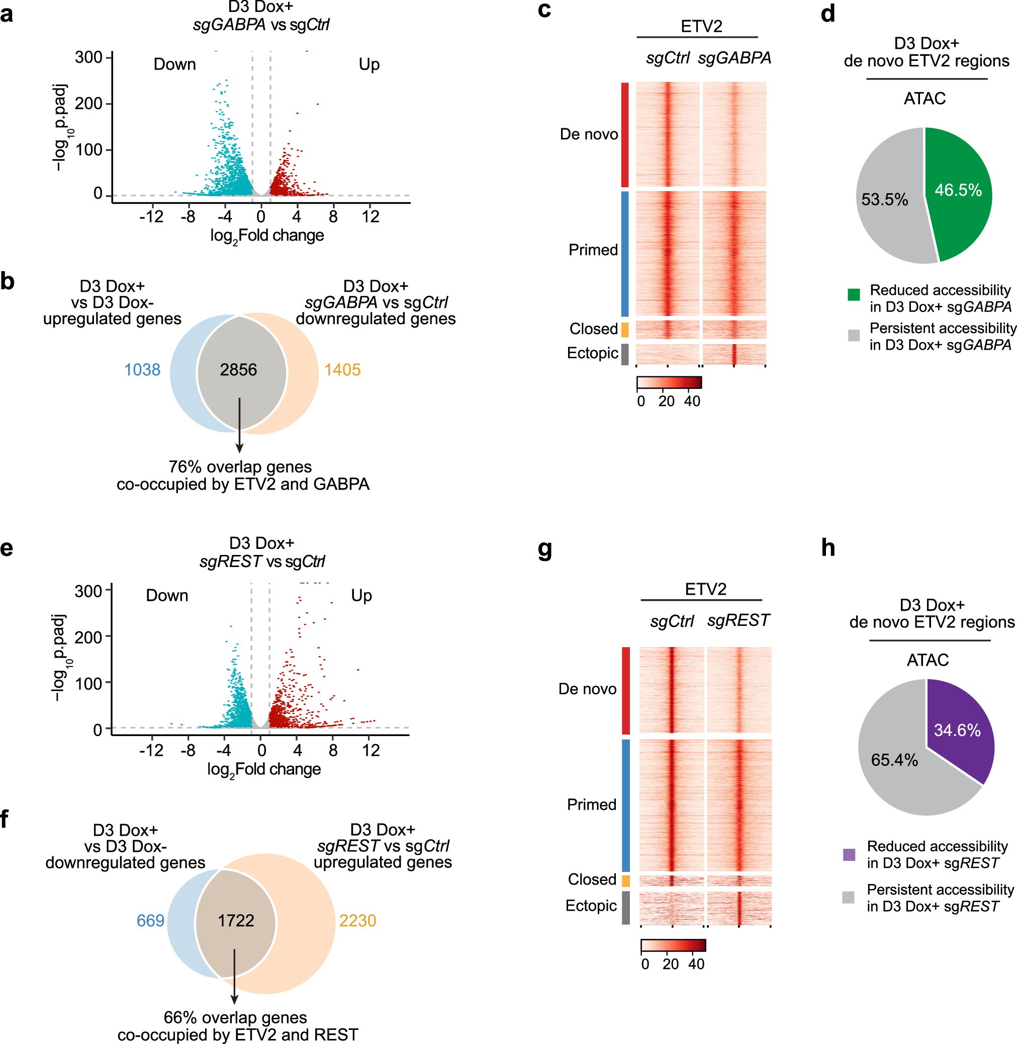 Extended Data Fig. 10: GABPA and REST are required for chromatin opening and transcription activity.
