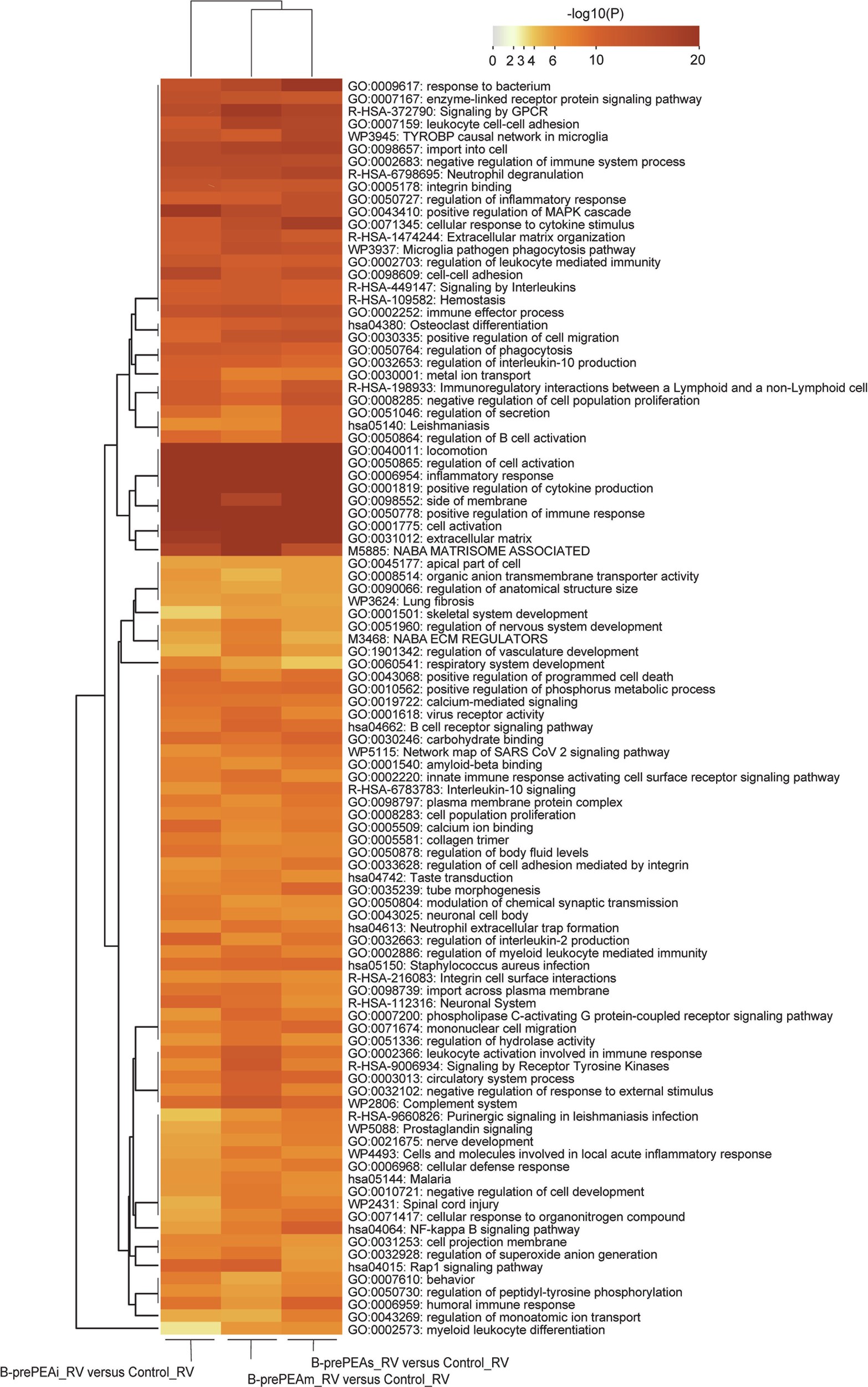 Extended Data Fig. 3: Pathway enrichment analysis in the CTEPH RV of the confirmatory cohort versus control RV.