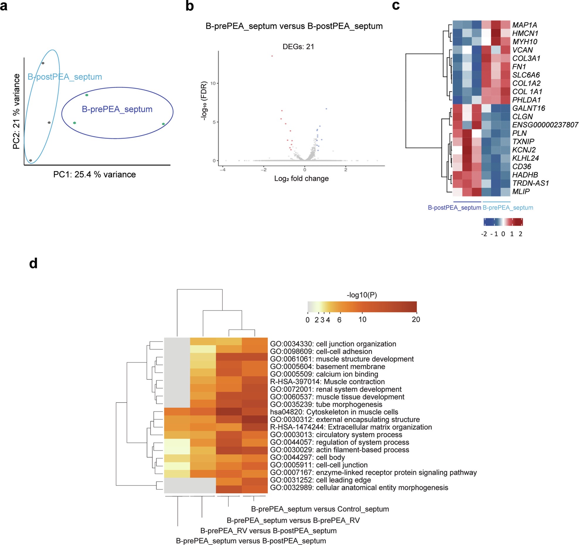 Extended Data Fig. 4: Analysis of the transcriptomic profile of the septum before and after PEA in the confirmatory cohort of patients with CETPH.
