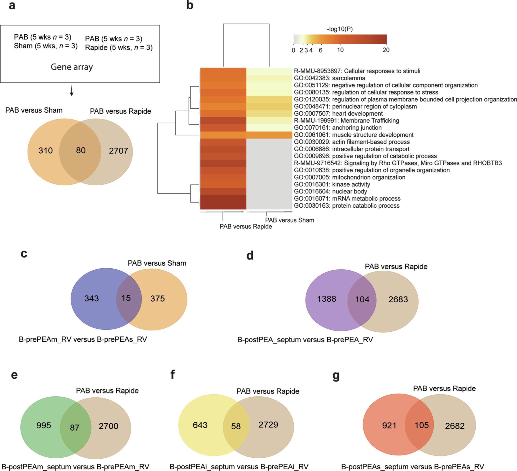 Extended Data Fig. 7: Gene expression profile in the RV of the PAB banding and de-banding mouse model.