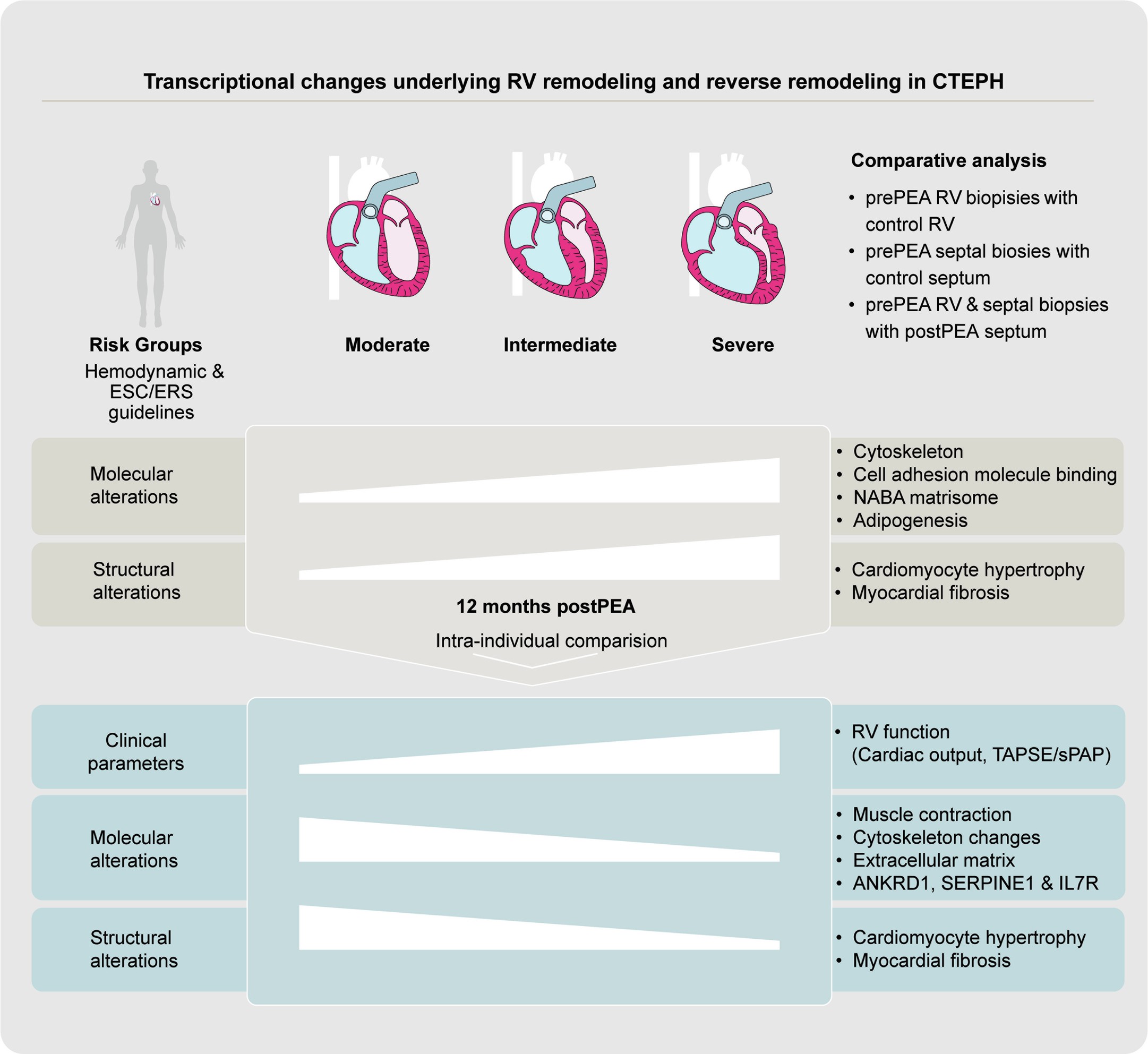 Extended Data Fig. 10: Schematic representation of the major findings.