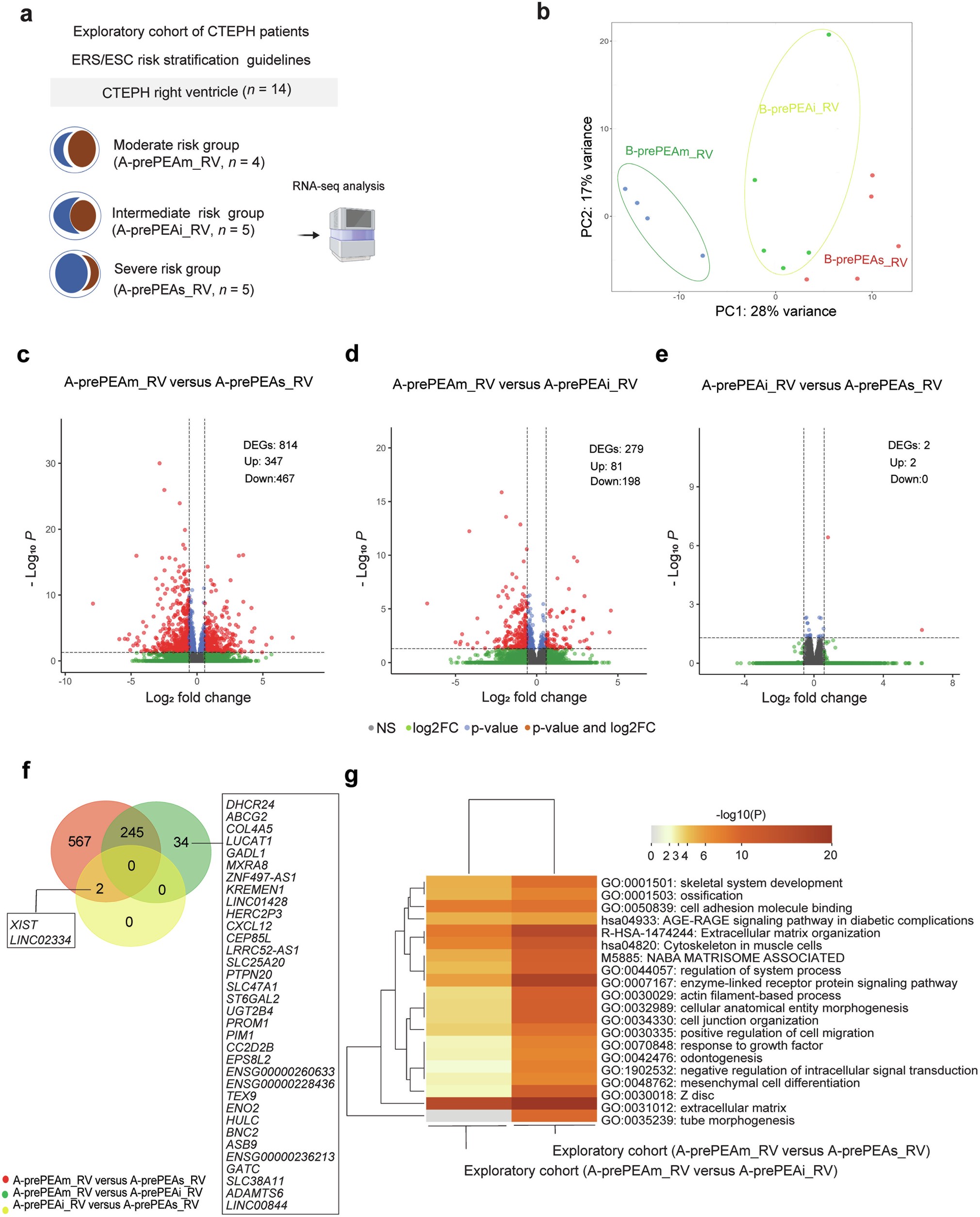 Extended Data Fig. 1: Transcriptomic profiling of the right ventricle in the exploratory cohort of patients with CTEPH.