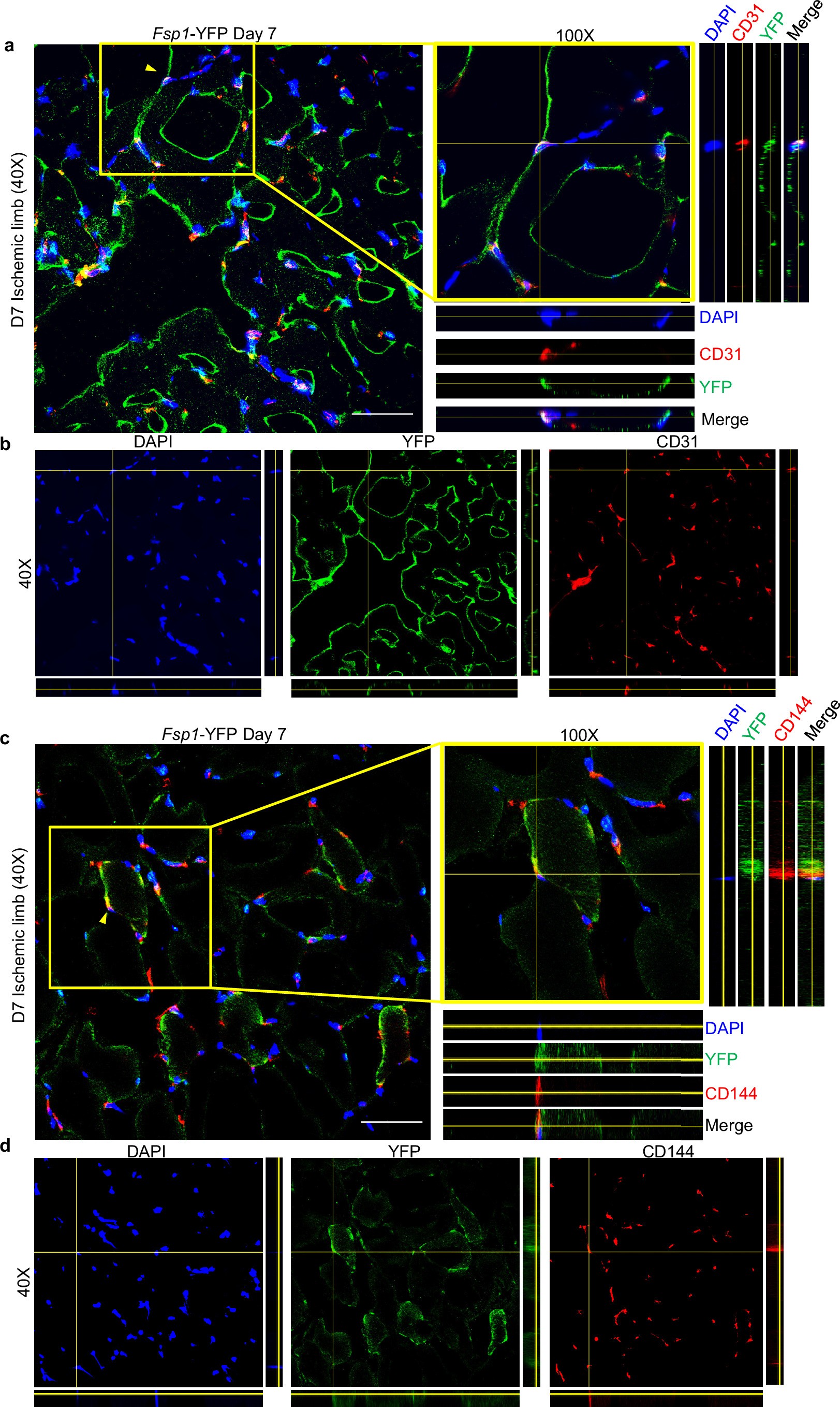 Extended Data Fig. 5: Angiogenic transdifferentiation in vivo.