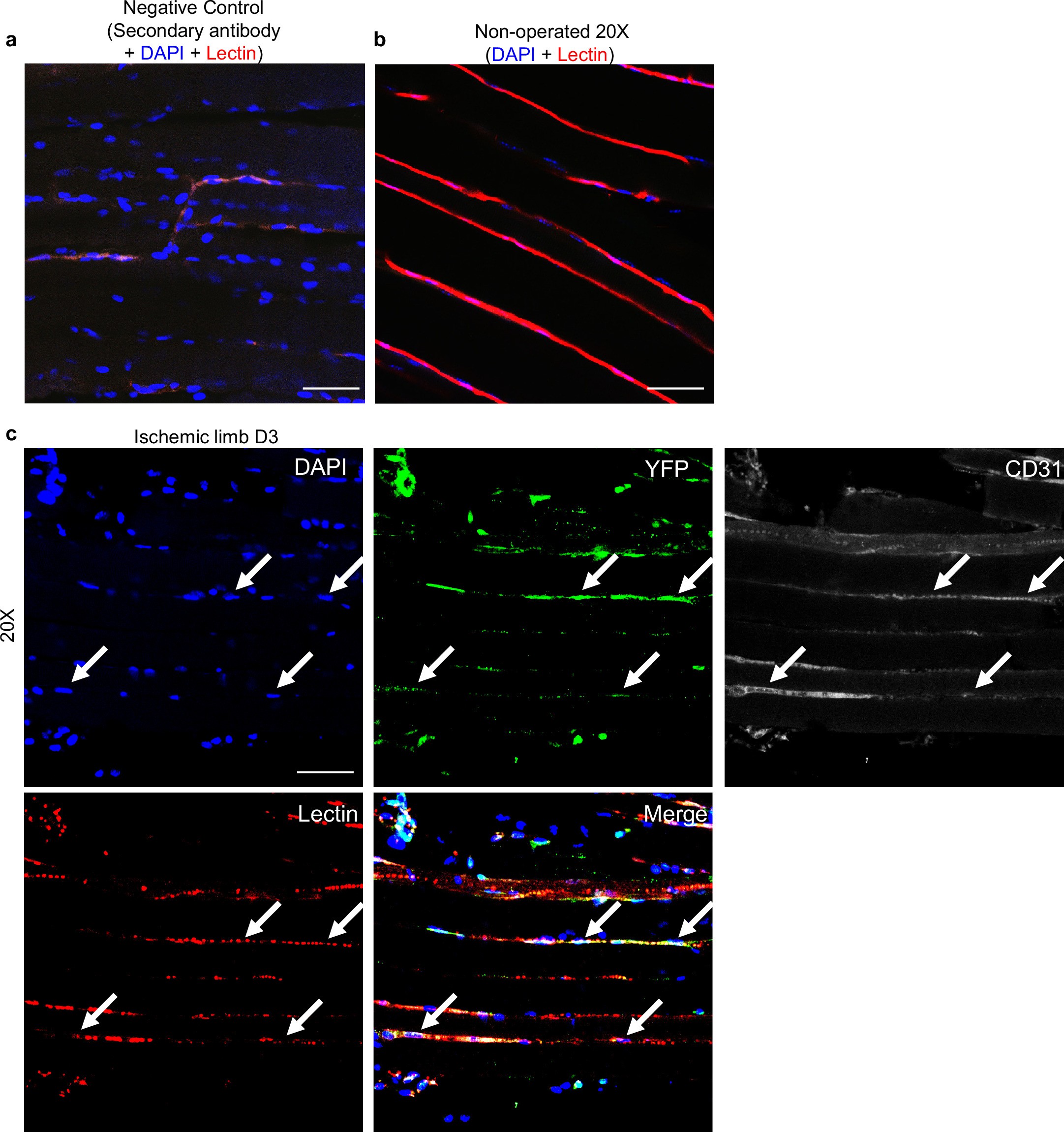 Extended Data Fig. 8: Angiogenic transdifferentiation in vivo.