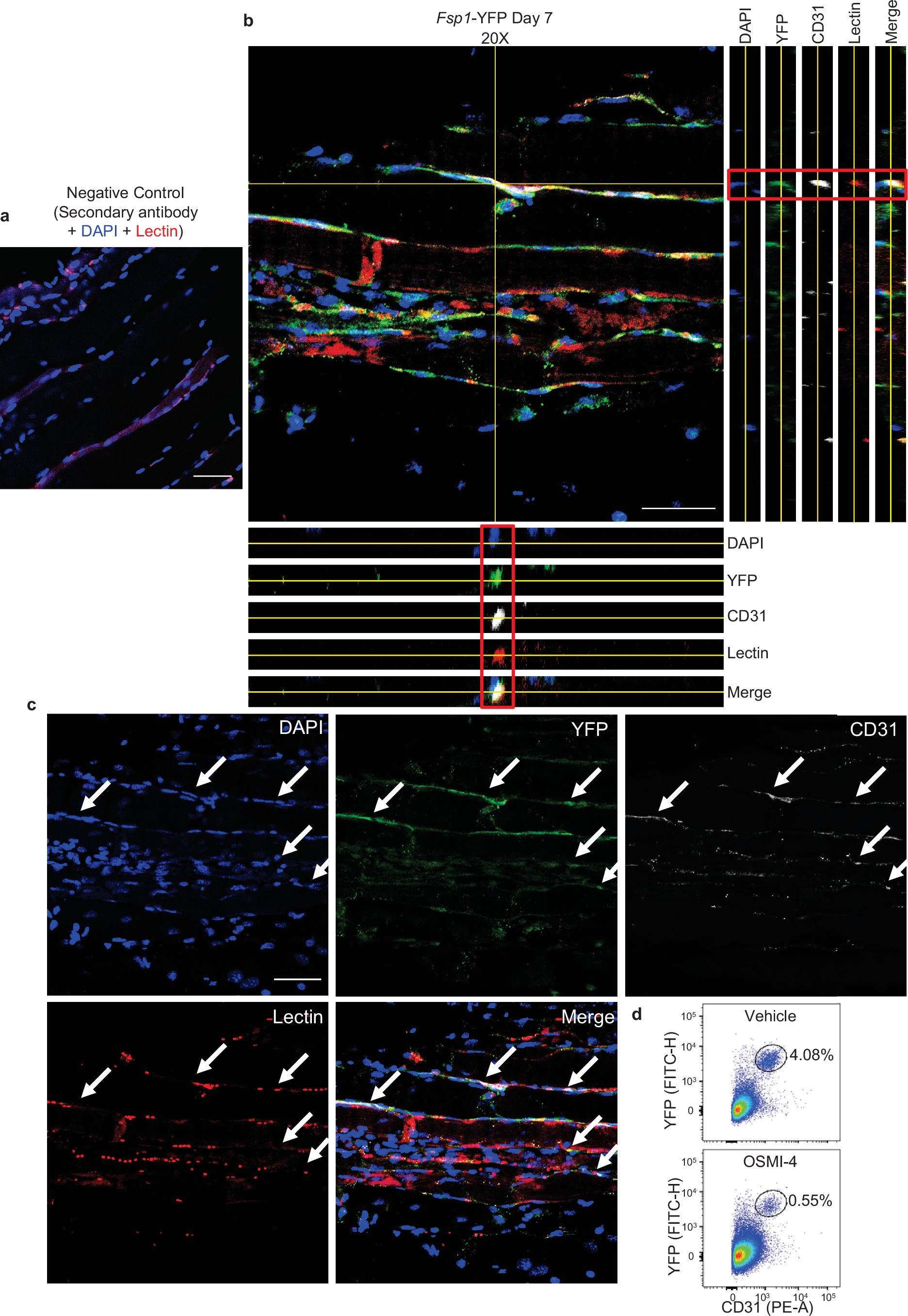 Extended Data Fig. 9: Angiogenic transdifferentiation in vivo.