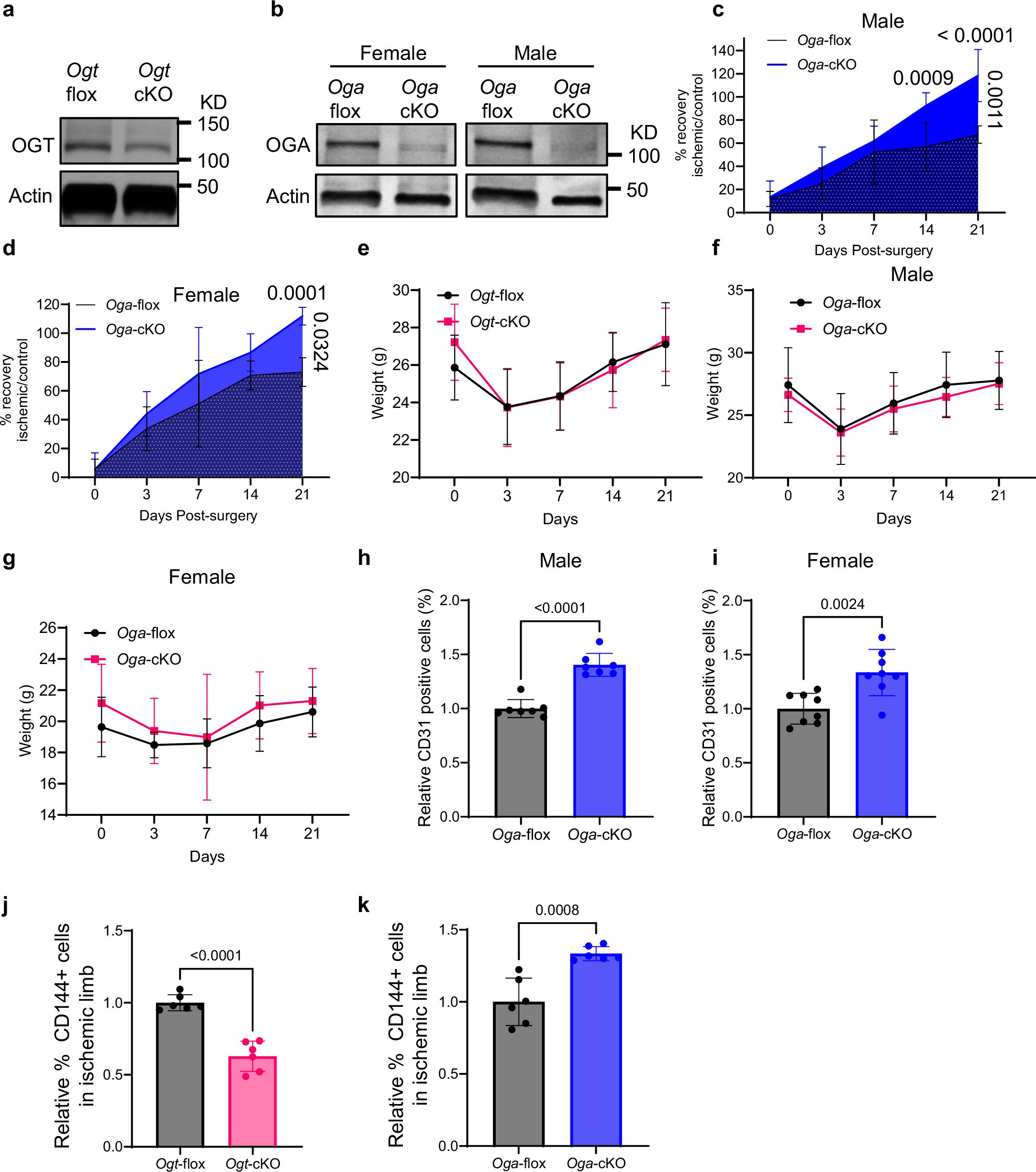 Extended Data Fig. 10: Manipulation of O-GlcNAcylation in fibroblasts orchestrates vascular recovery.