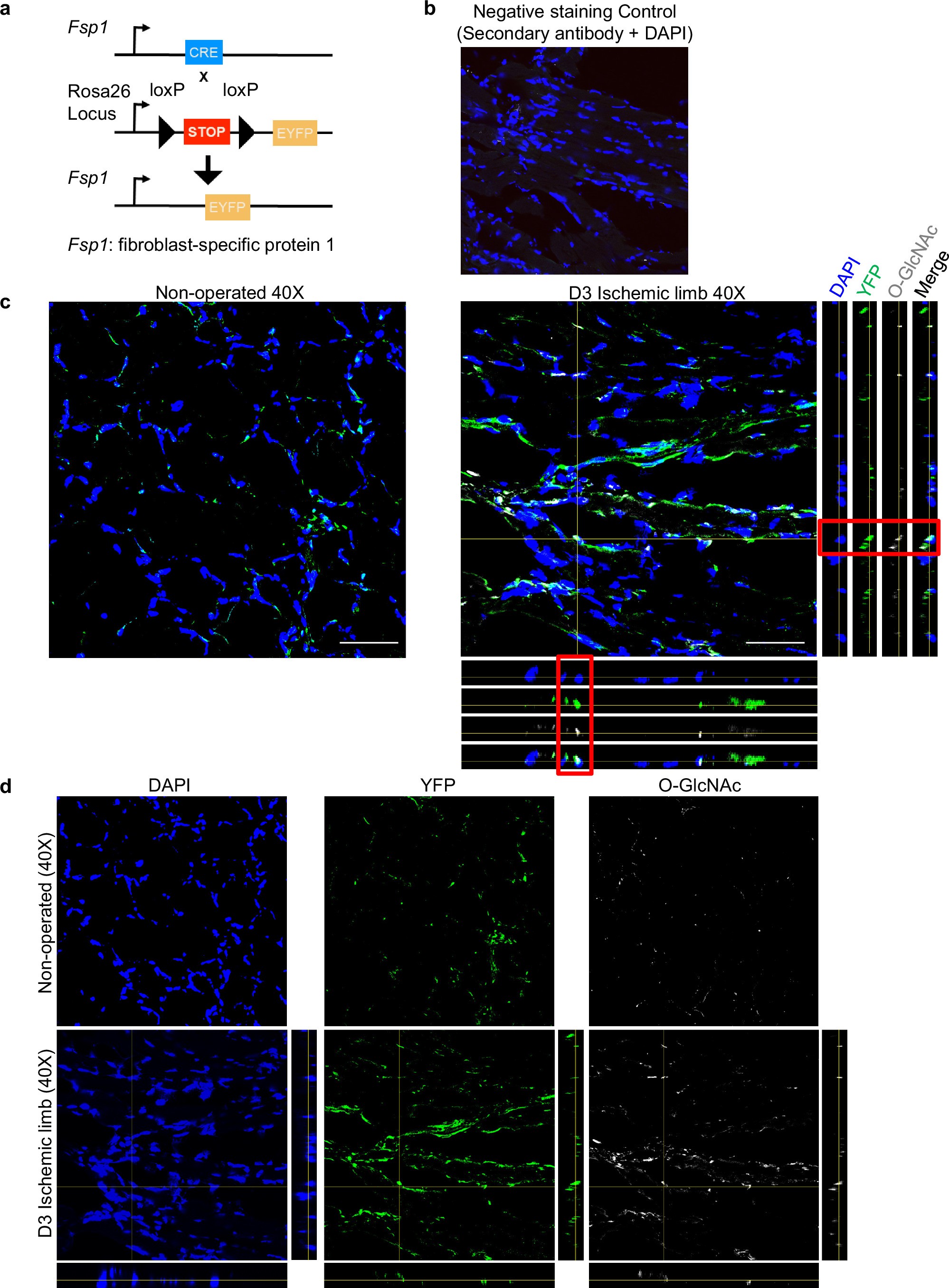 Extended Data Fig. 2: O-GlcNAcylation regulates angiogenic transdifferentiation.