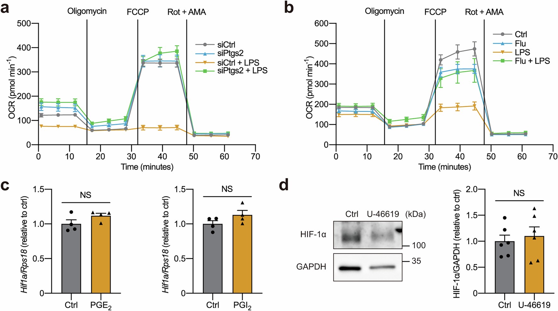 Extended Data Fig. 7: Roles of COX2 and secretory phospholipase A2 (sPLA2) in LPS-induced HIF-1α expression.