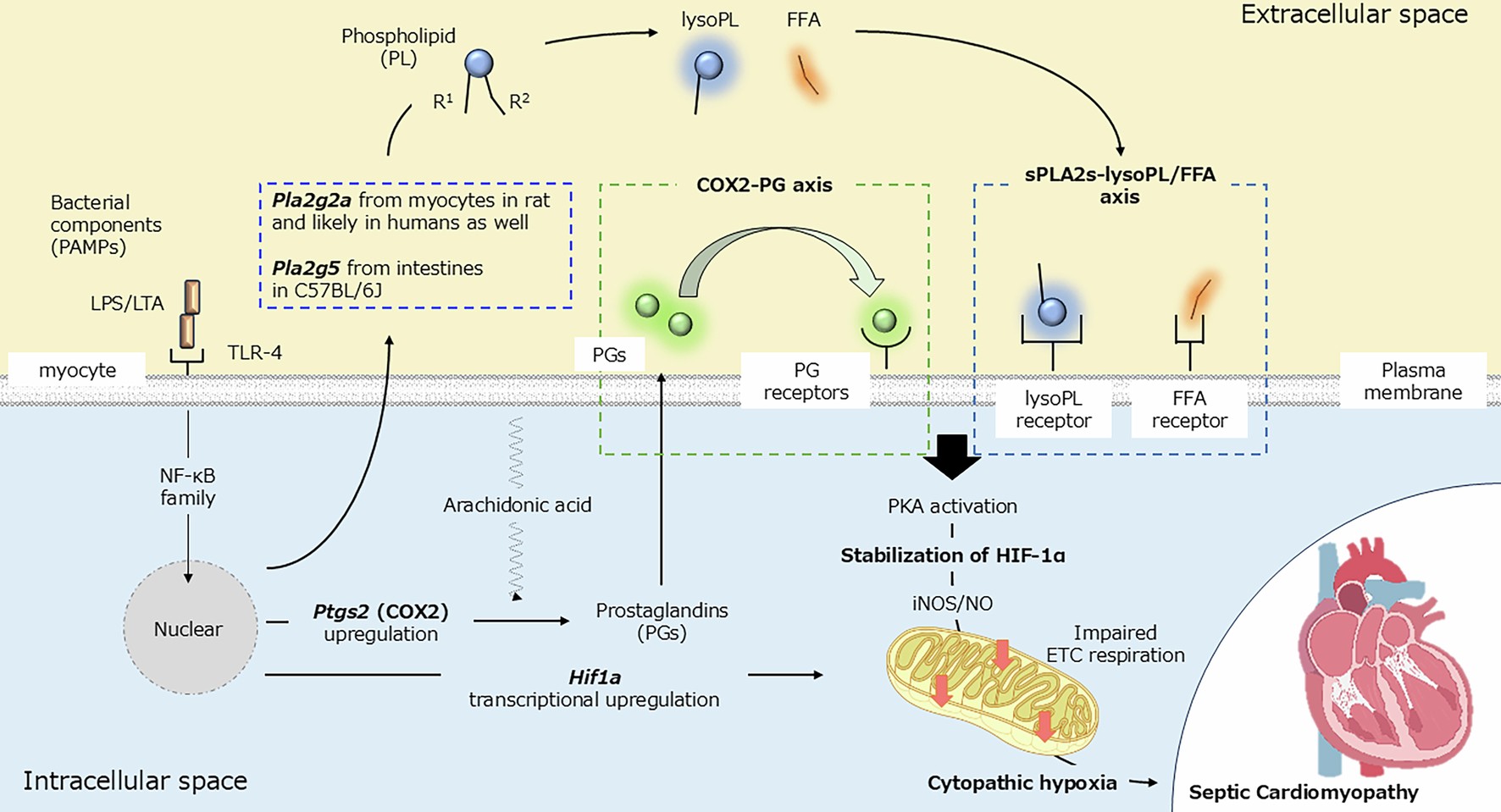 Extended Data Fig. 10: Graphical abstract depicting the present findings.