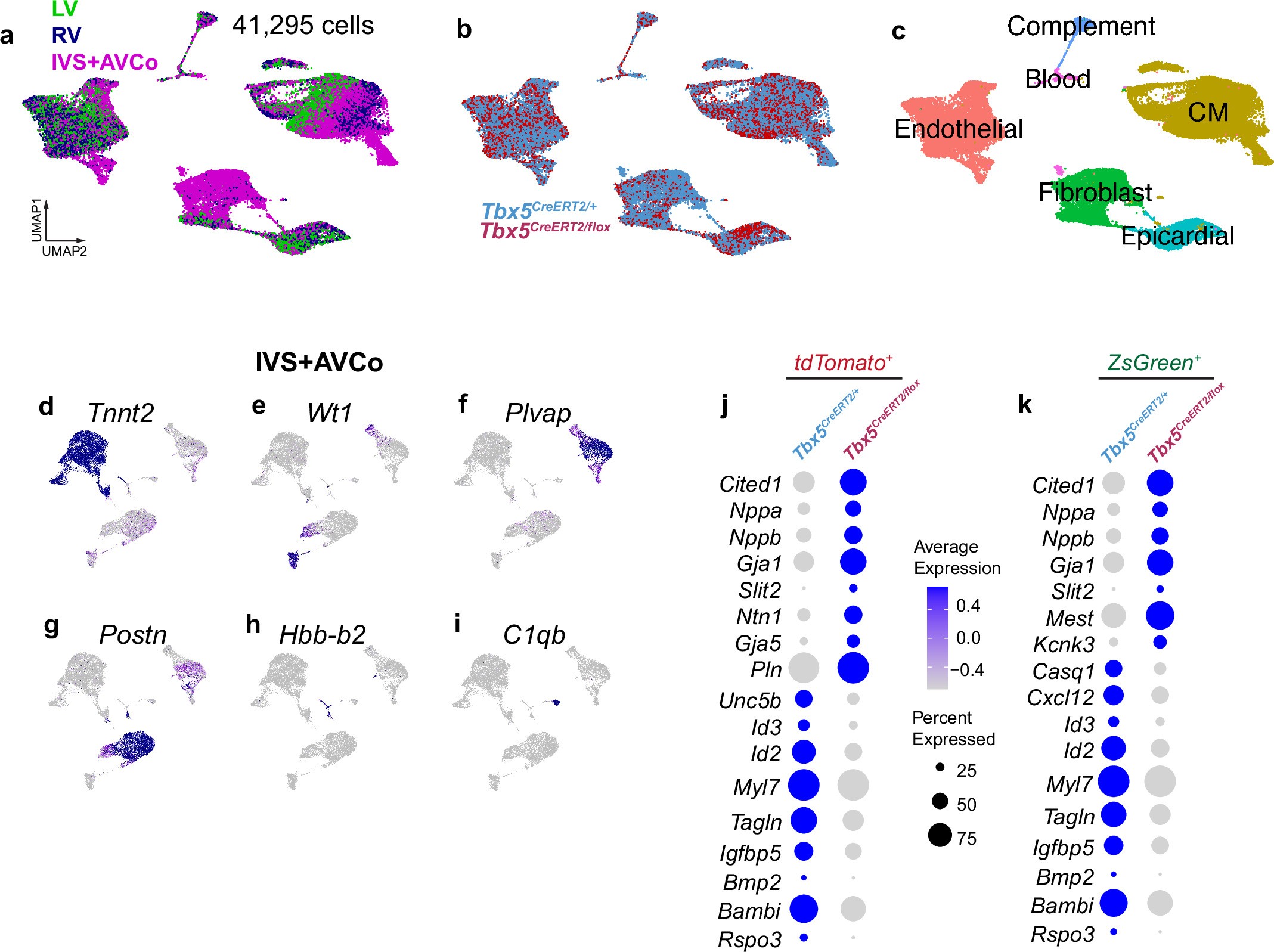 Extended Data Fig. 5: scRNA-seq of Tbx5 mutants by region.