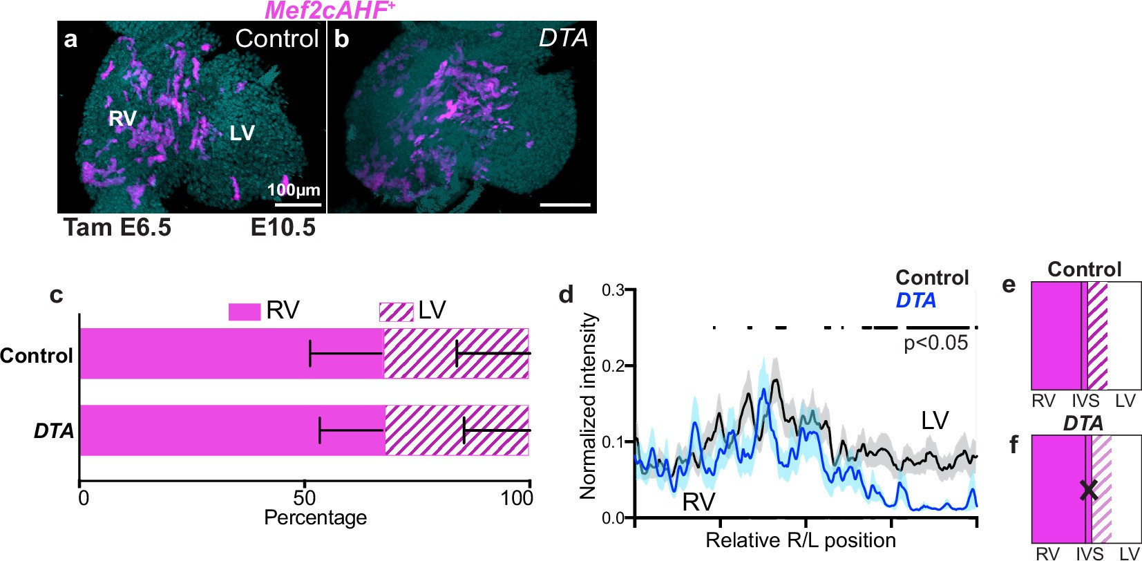 Extended Data Fig. 2: Mef2cAHF+ lineage distribution in intersectional-DTA mutants.