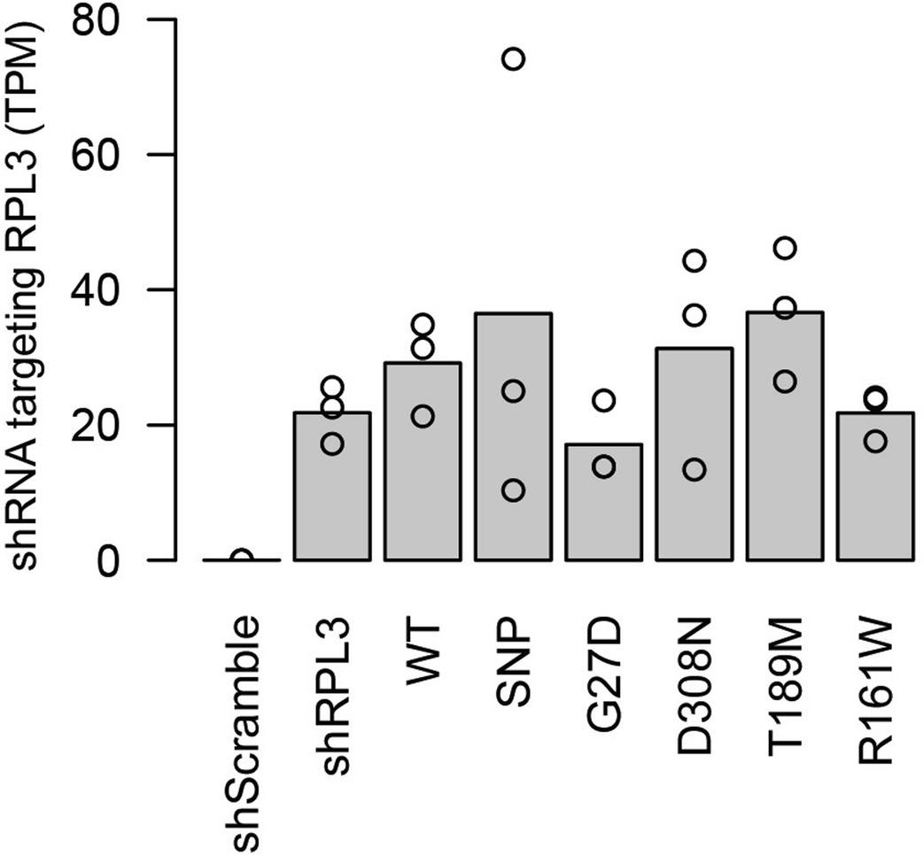 Extended Data Fig. 5: Expression of the RPL3-targeting shRNA in RPL3L variant-expressing cell lines.