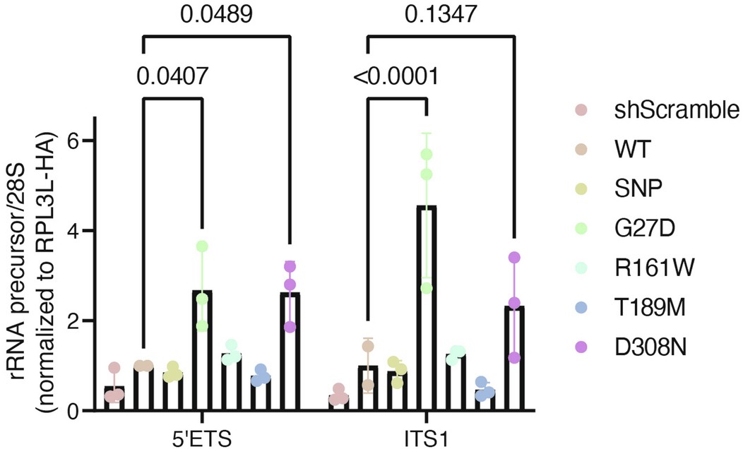 Extended Data Fig. 7: Quantification of pre-rRNA.