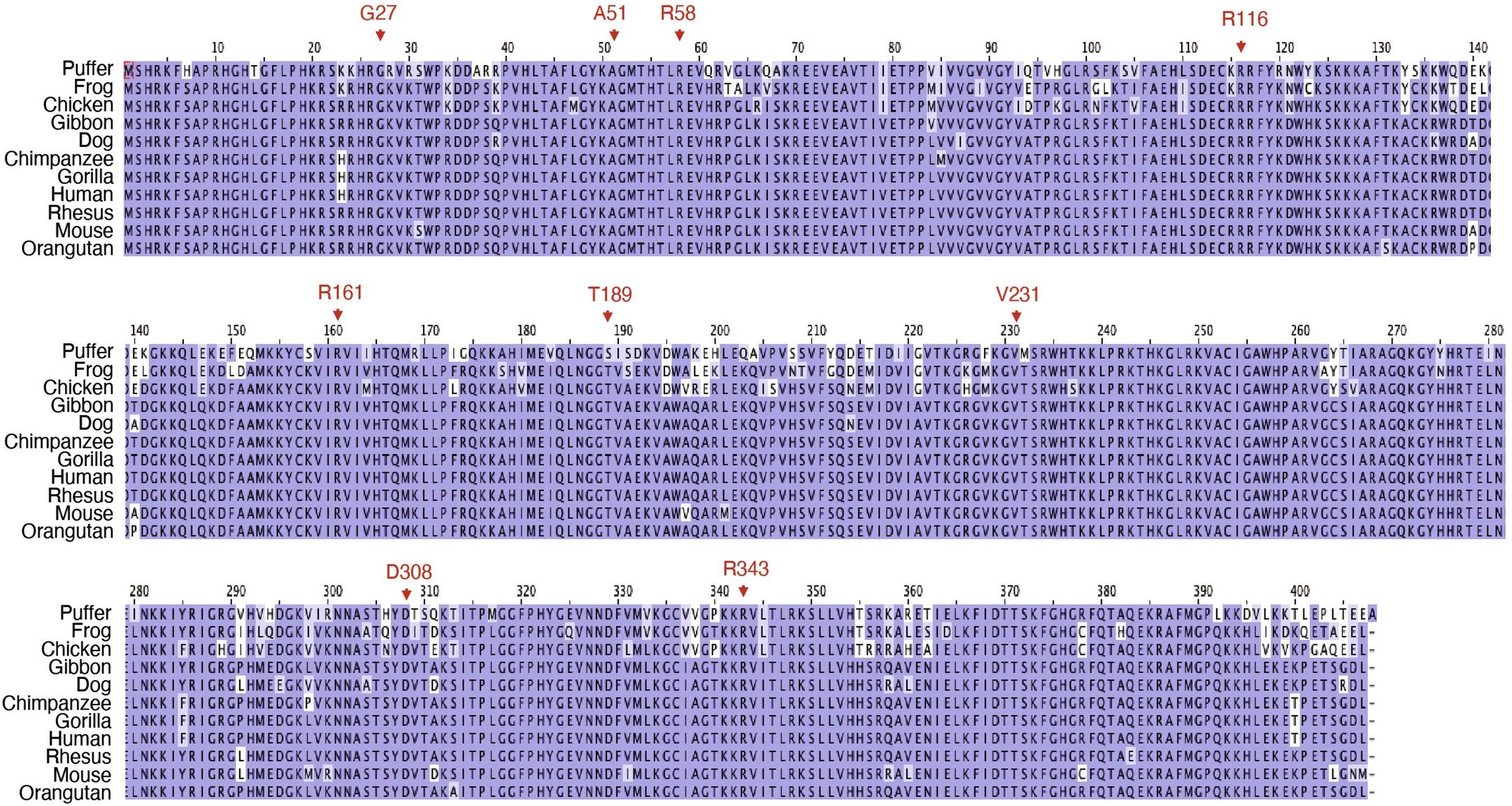 Extended Data Fig. 1: Conservation of RPL3L protein sequence across eleven vertebrate species.