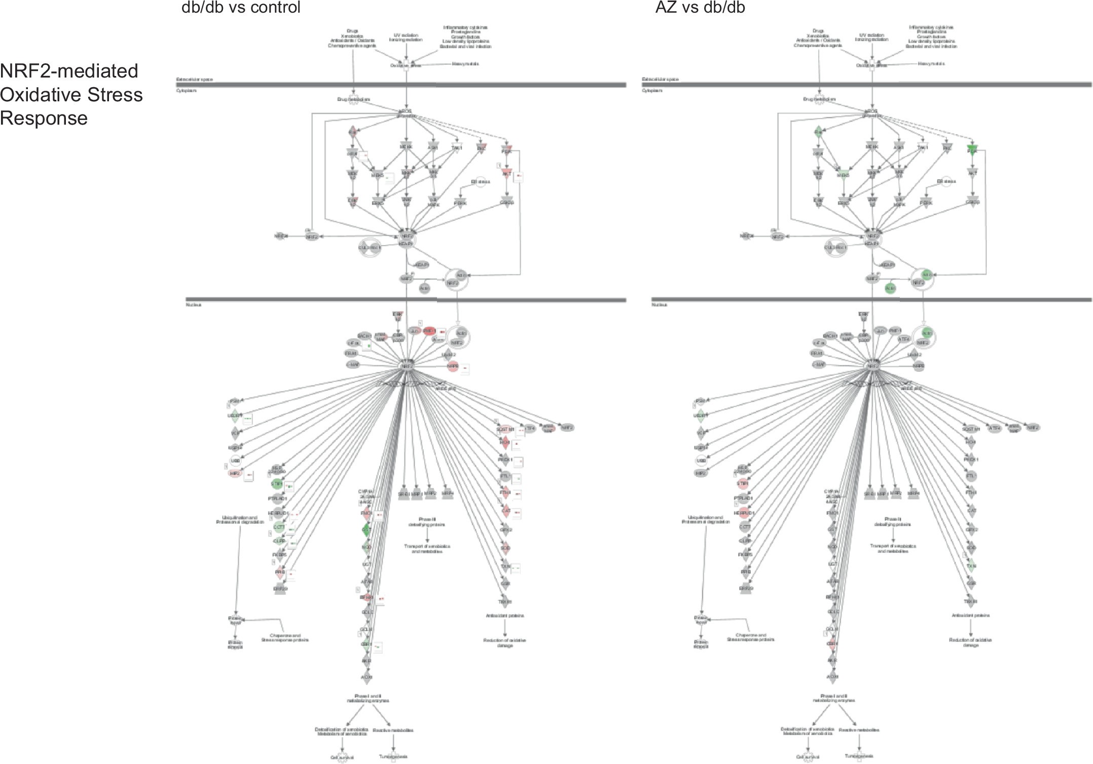 Extended Data Fig. 10: AZD treatment normalizes myocardial Nrf2 signalling pathway in dbCM.