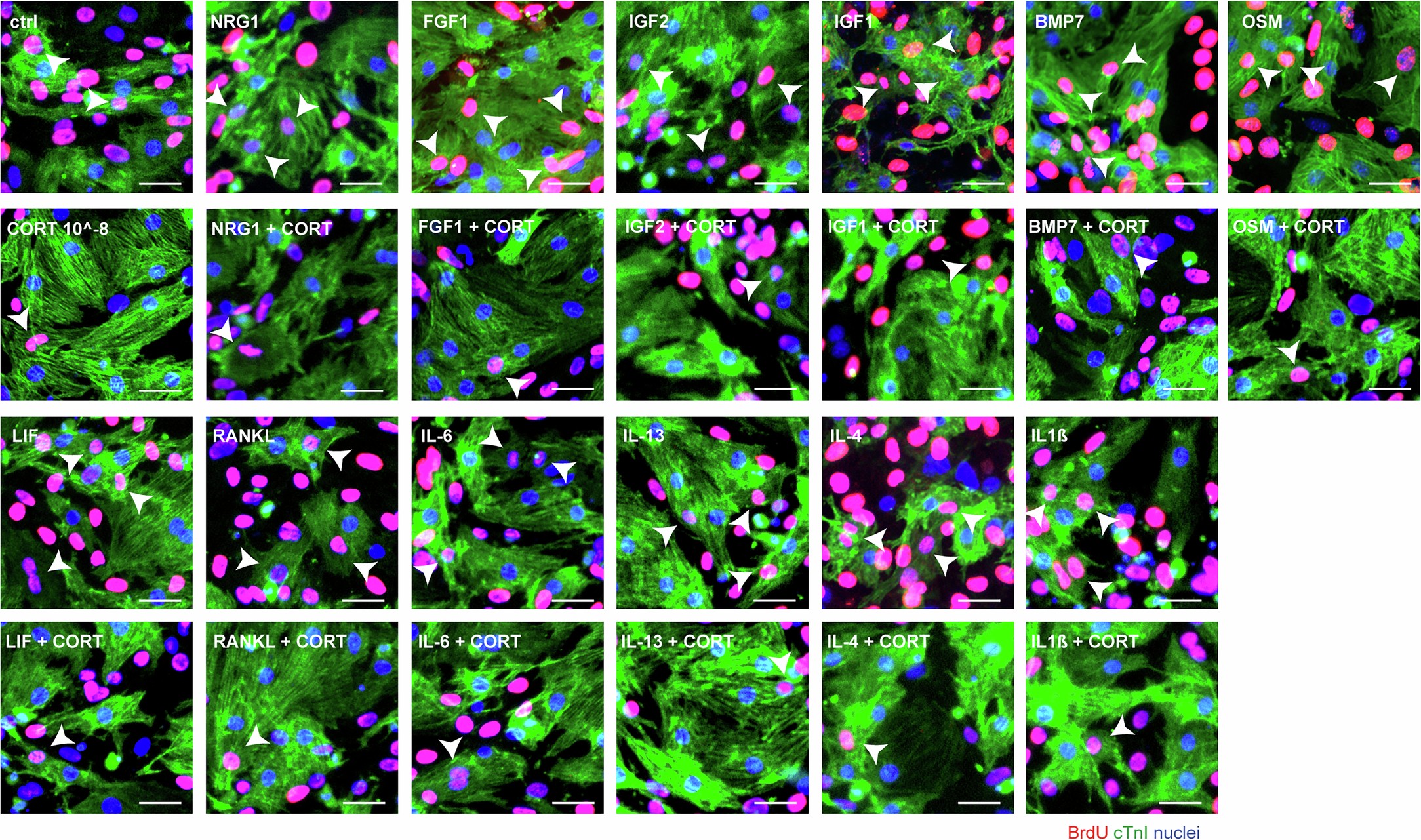 Extended Data Fig. 1