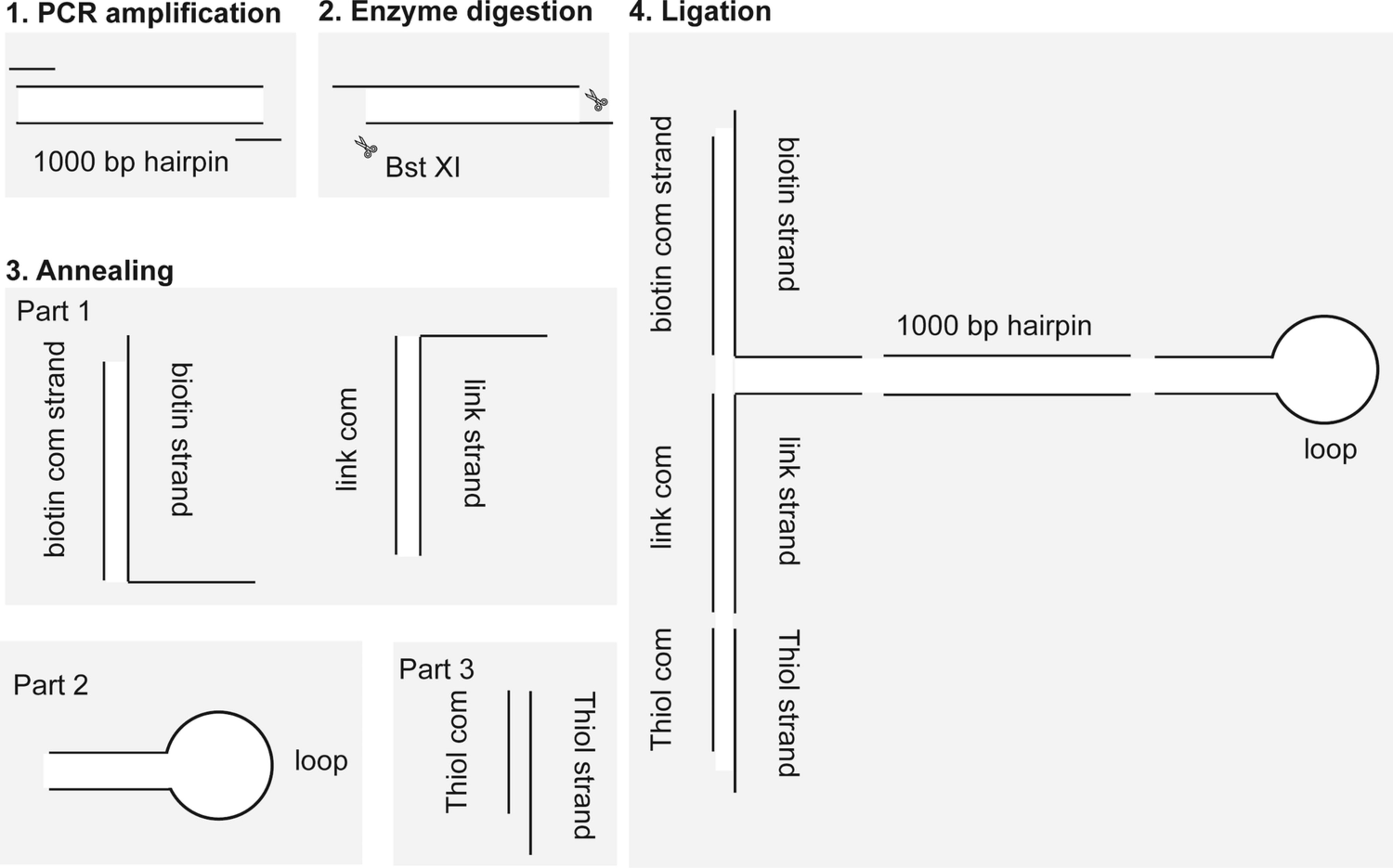 Extended Data Fig. 4: Schematic and synthesis of the 1000 bp hairpin DNA.