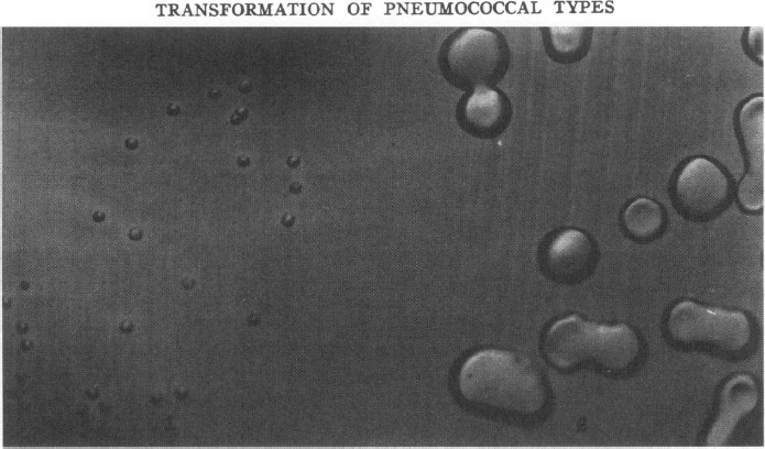 Explanation of Plate 1