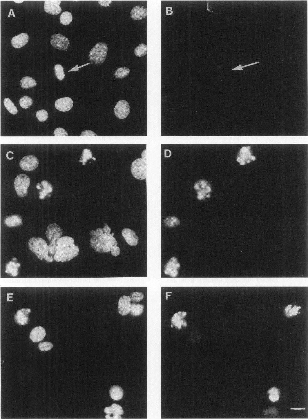 Fig. 11